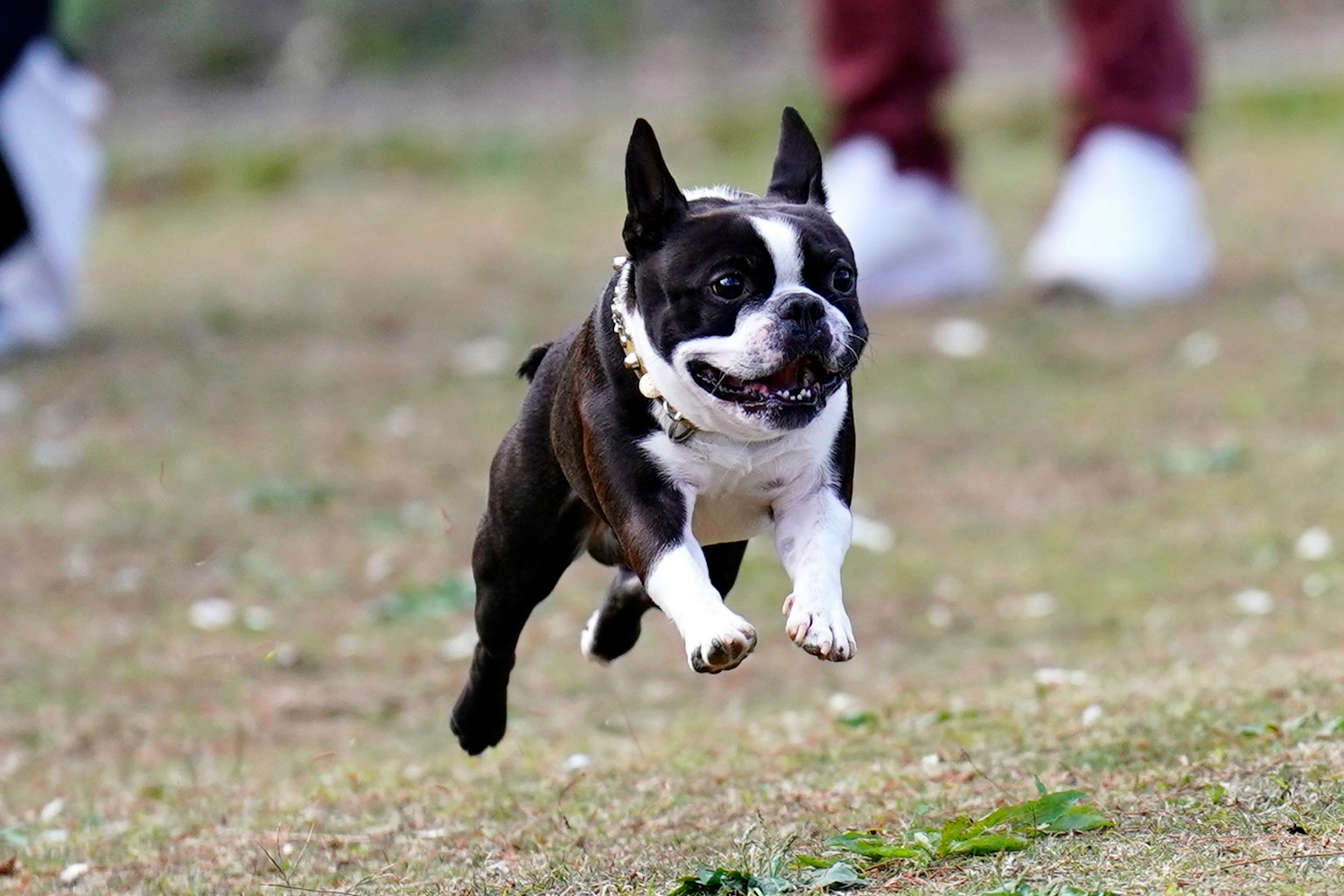 Ein Boston Terrier Hund springt in einem Park