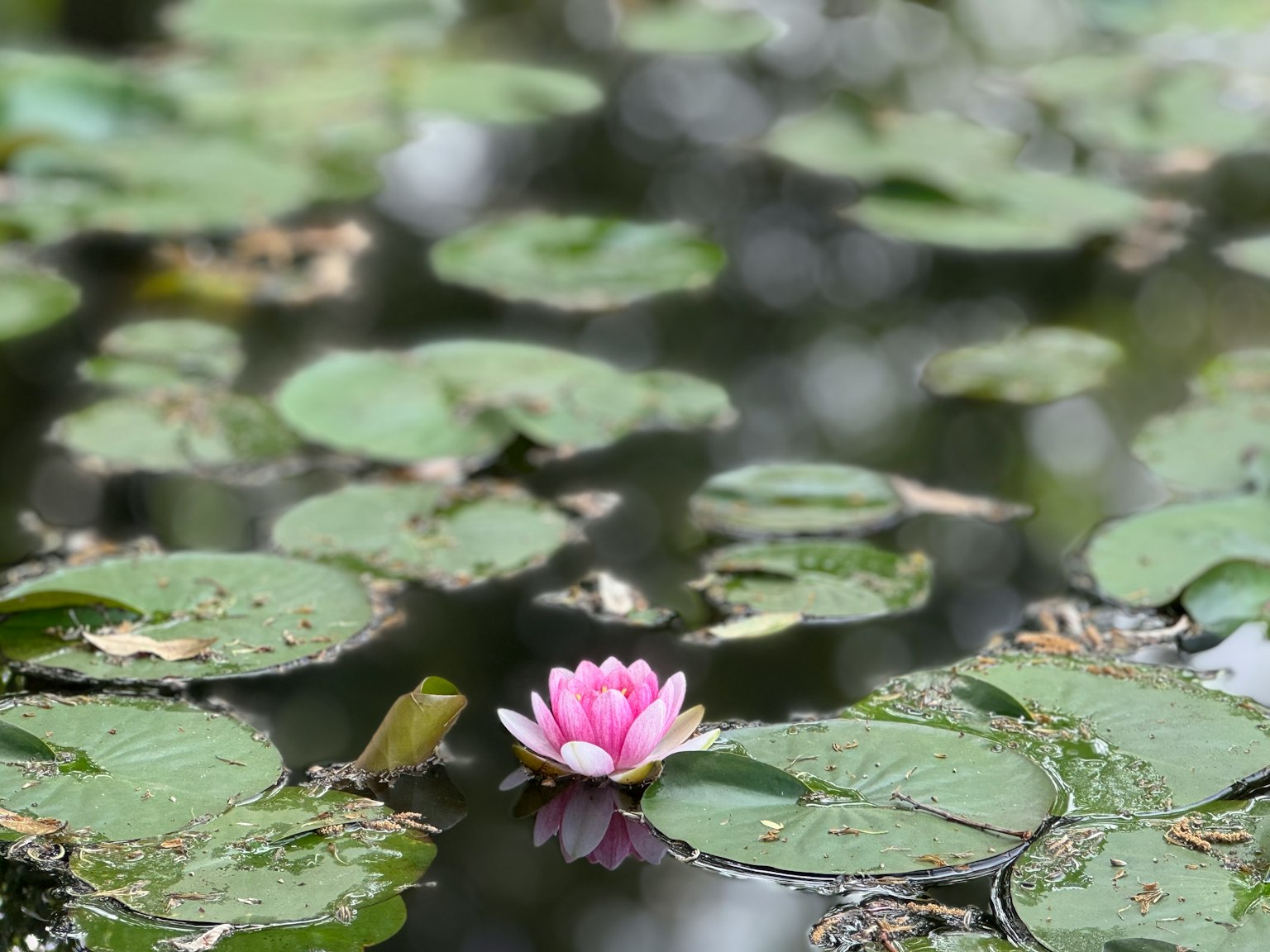 Rosa Seerose schwimmend auf einem Teich umgeben von grünen Seerosenblättern
