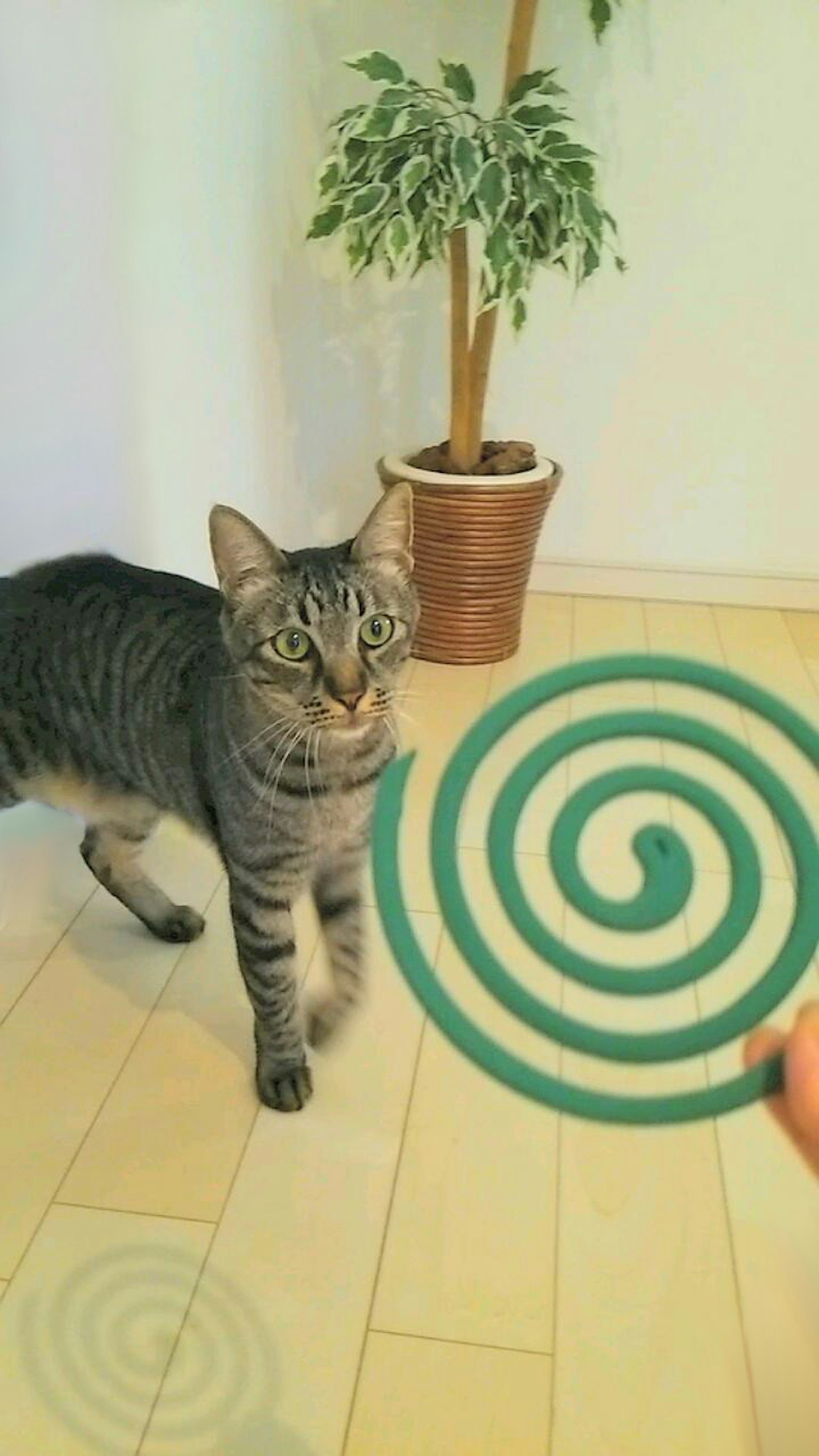 一只猫在室内注视着一个绿色的螺旋物体