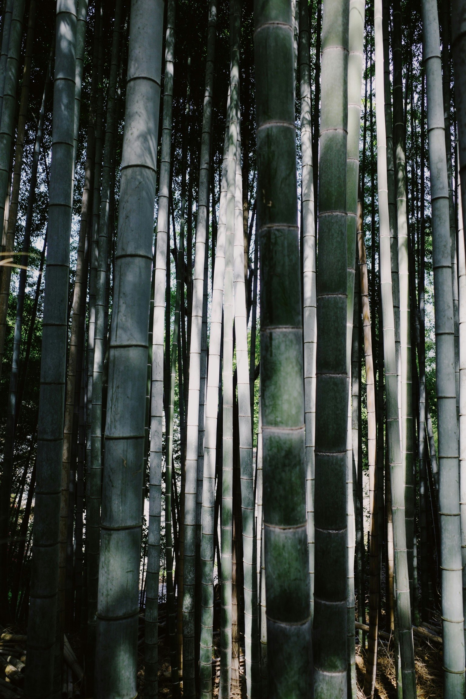竹林中细长竹竿成排林立的景象
