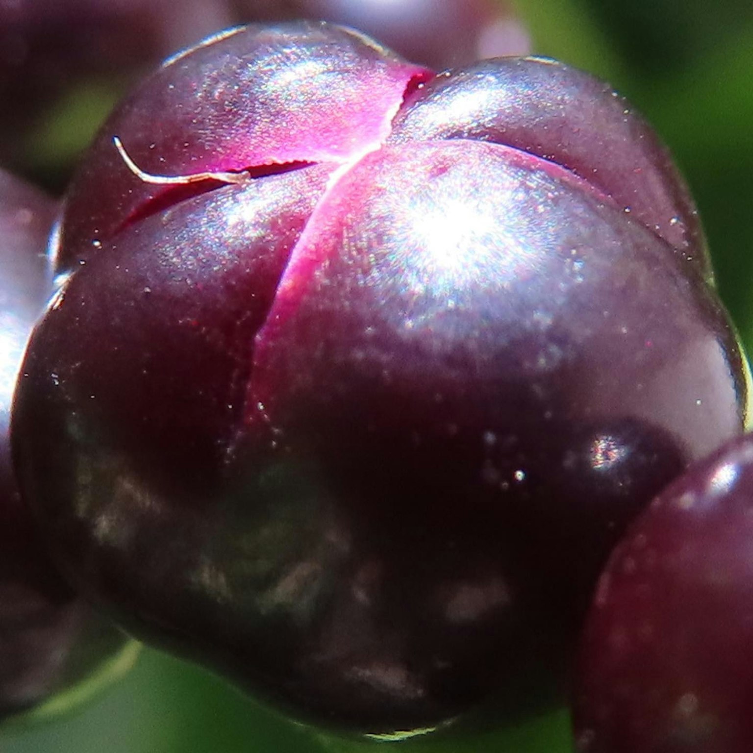 Gros plan d'un fruit violet brillant avec une surface lisse et des fissures fines