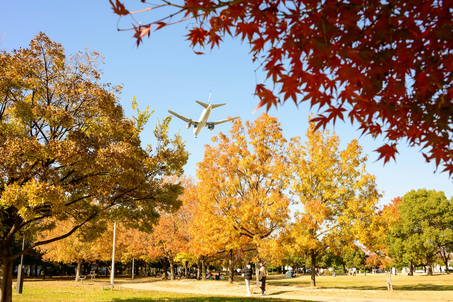 秋の紅葉が美しい公園の風景 飛行機が空を飛んでいる