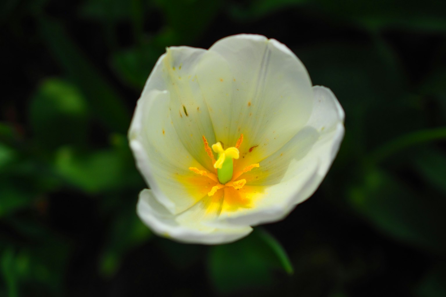 Một bông hoa tulip trắng với tâm vàng rực rỡ