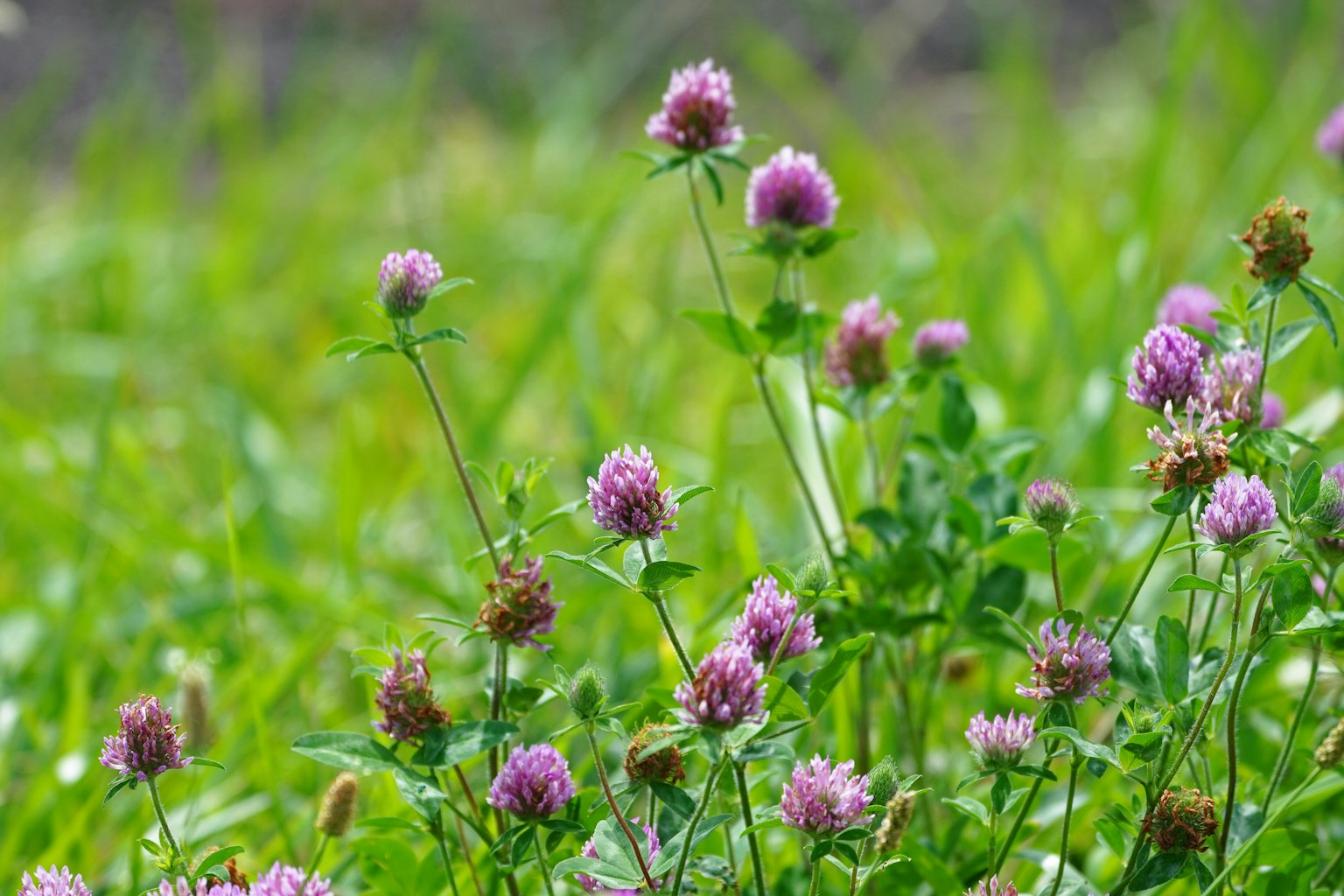 Purple clover flowers blooming in a green meadow