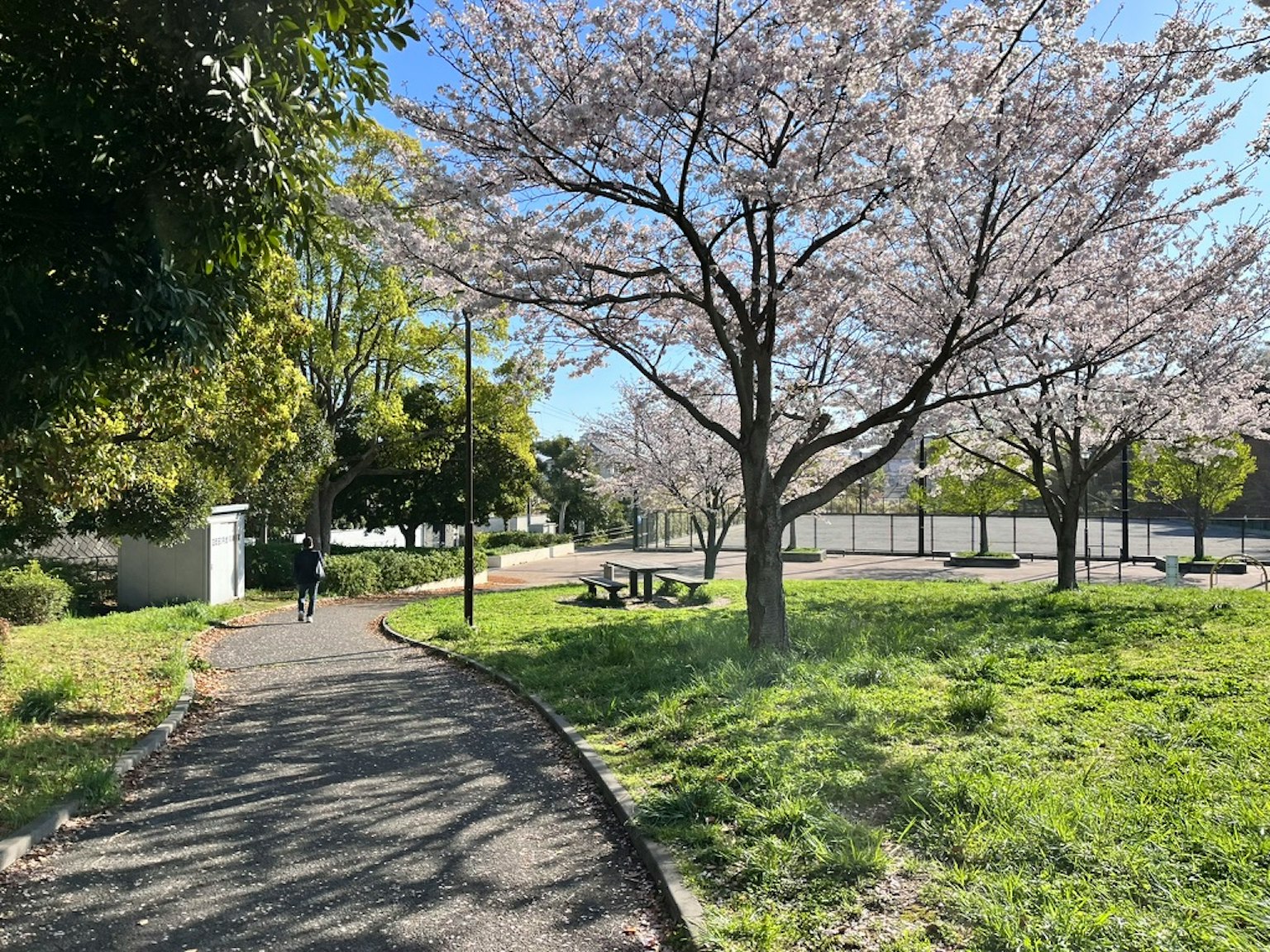 公园小径，有樱花树和绿色草坪