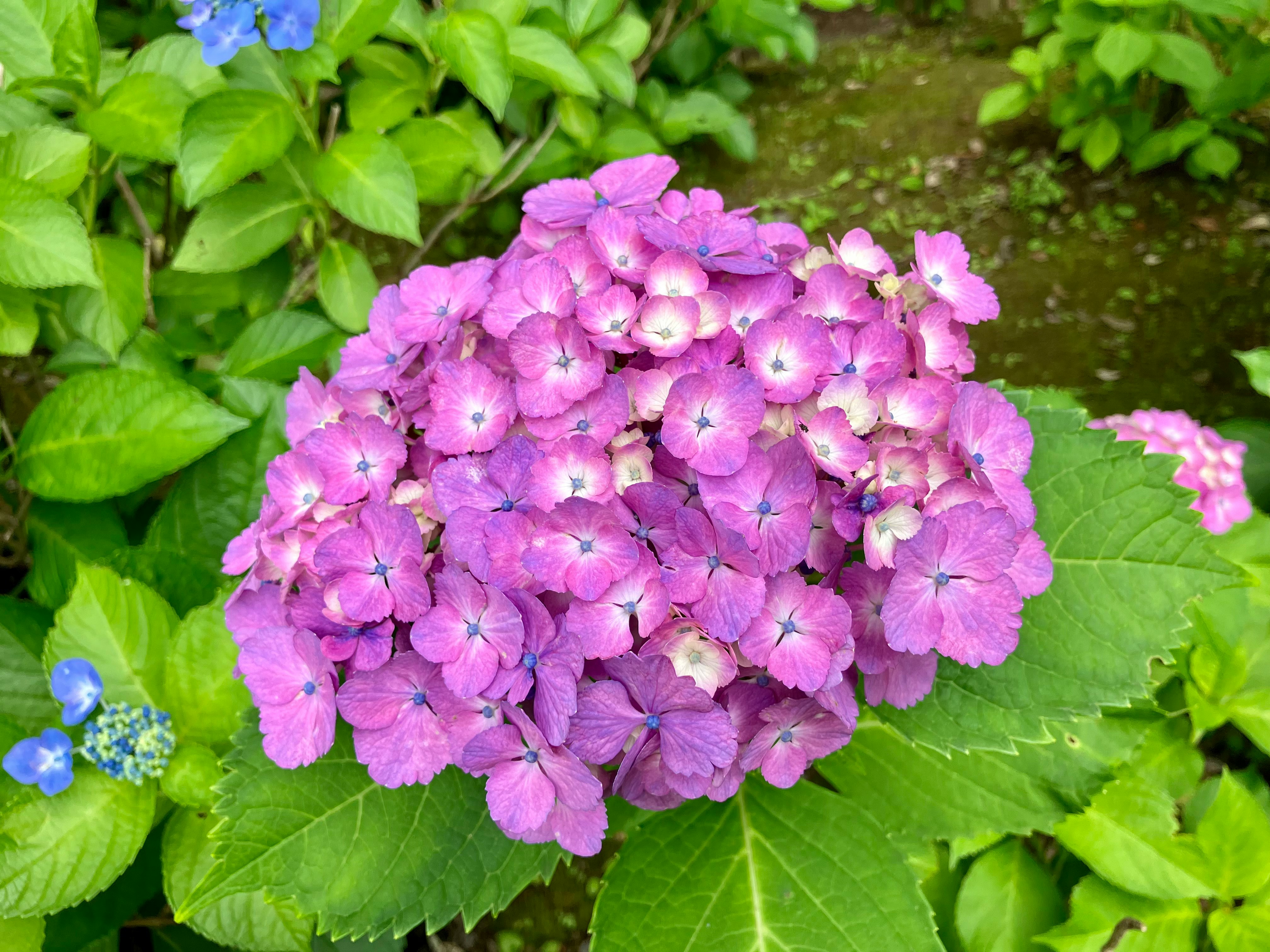 紫のアジサイの花房と緑の葉