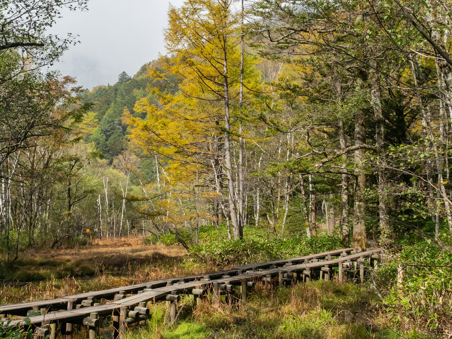 Pasarela de madera a través de un bosque verde con follaje de otoño