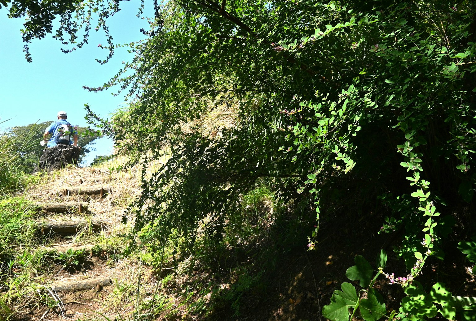 Person, die eine Treppe umgeben von üppigem Grün hinaufsteigt
