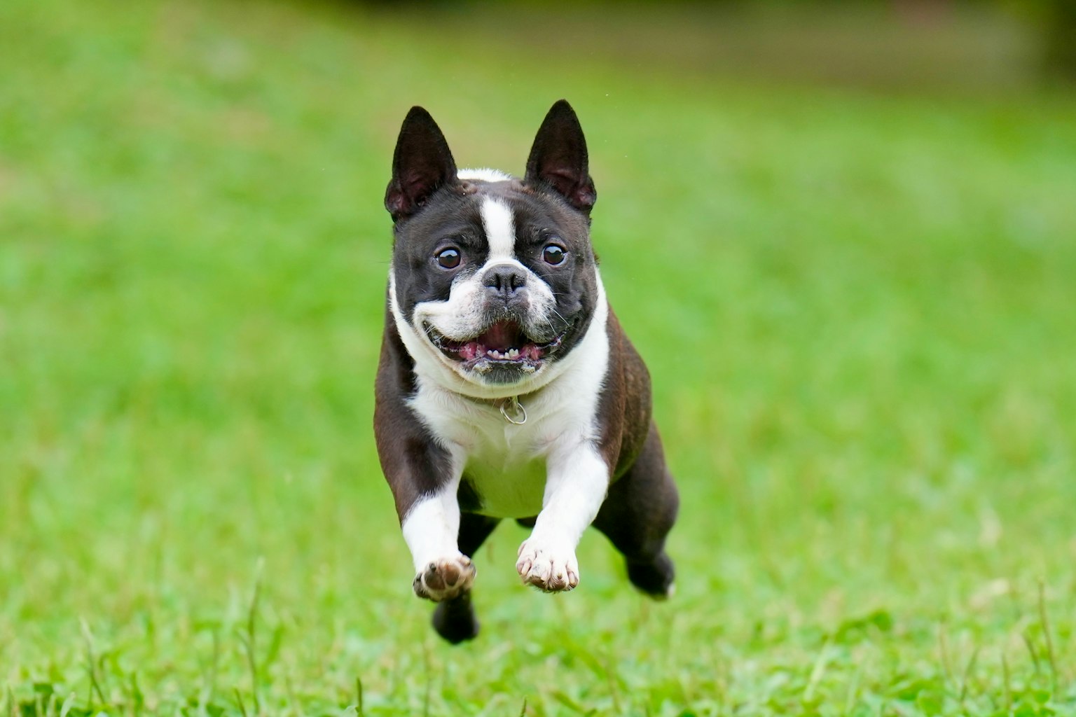 Seekor anjing Boston Terrier berlari gembira di atas rumput hijau