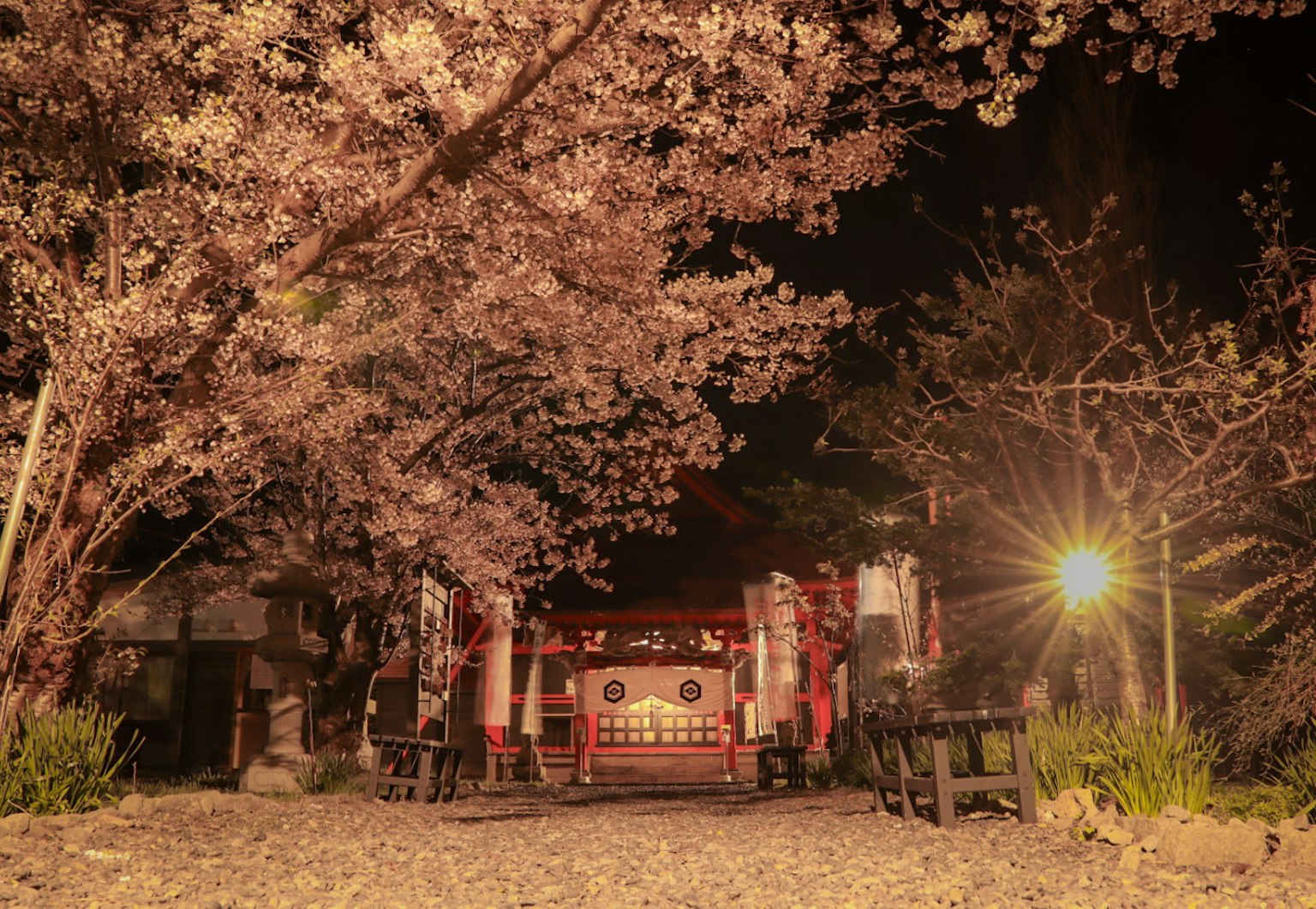 Pintu kuil dikelilingi bunga sakura di malam hari dengan cahaya bersinar