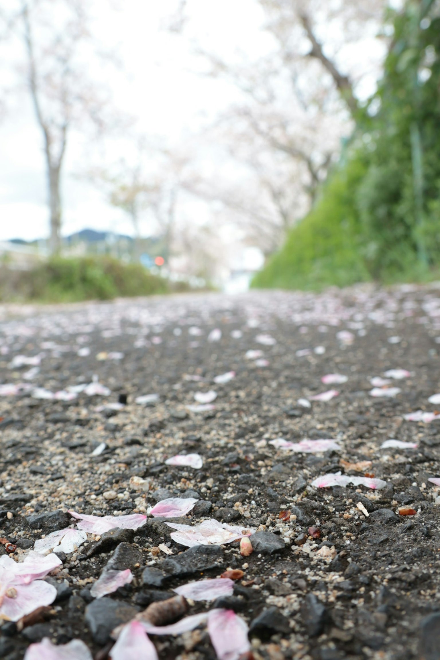 Ein ruhiger Weg, bedeckt mit verstreuten Kirschblütenblättern