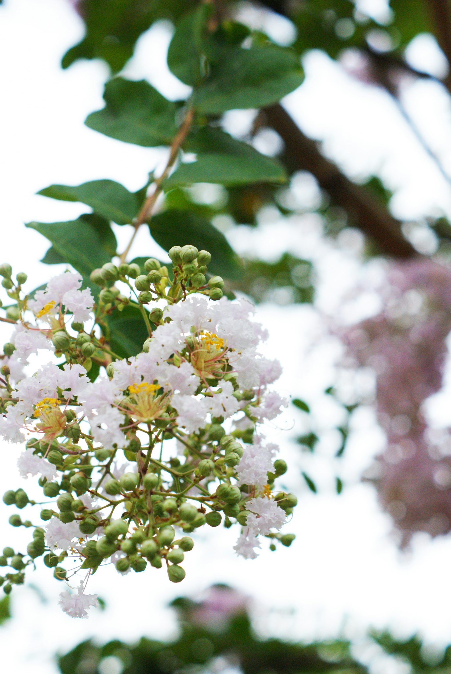 Nahaufnahme eines Zweigs mit weißen Blüten und grünen Blättern