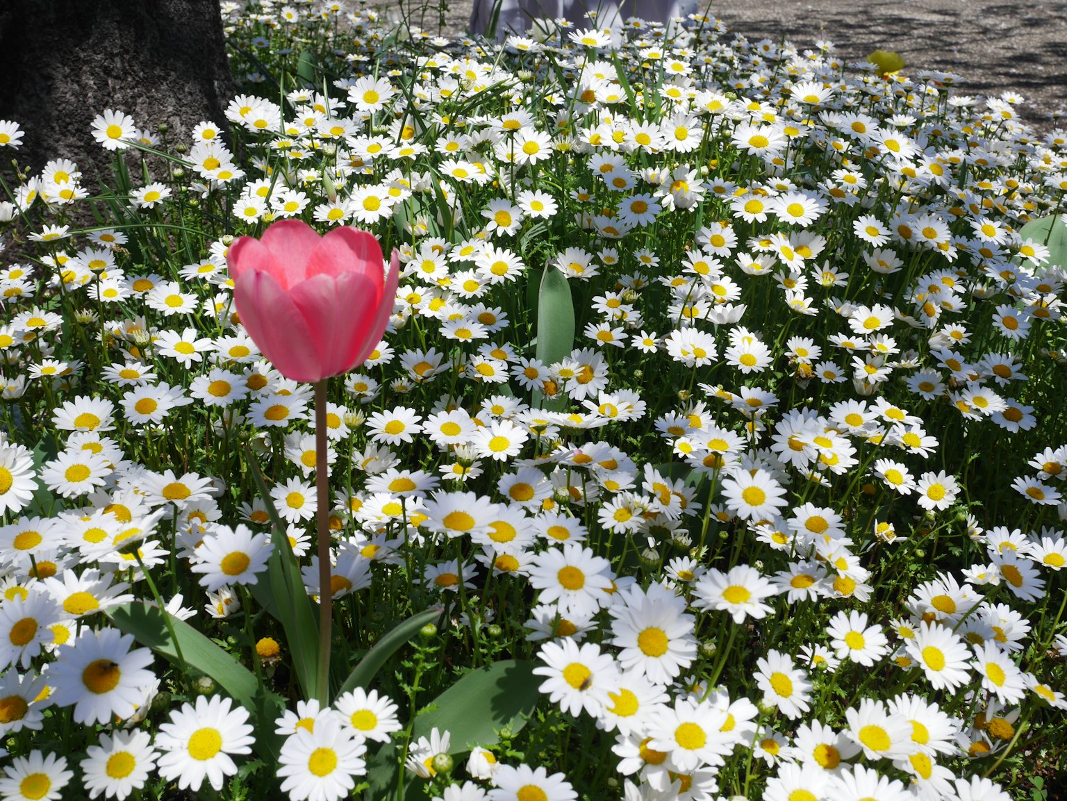 Sebuah tulip merah muda mekar di antara daisy putih