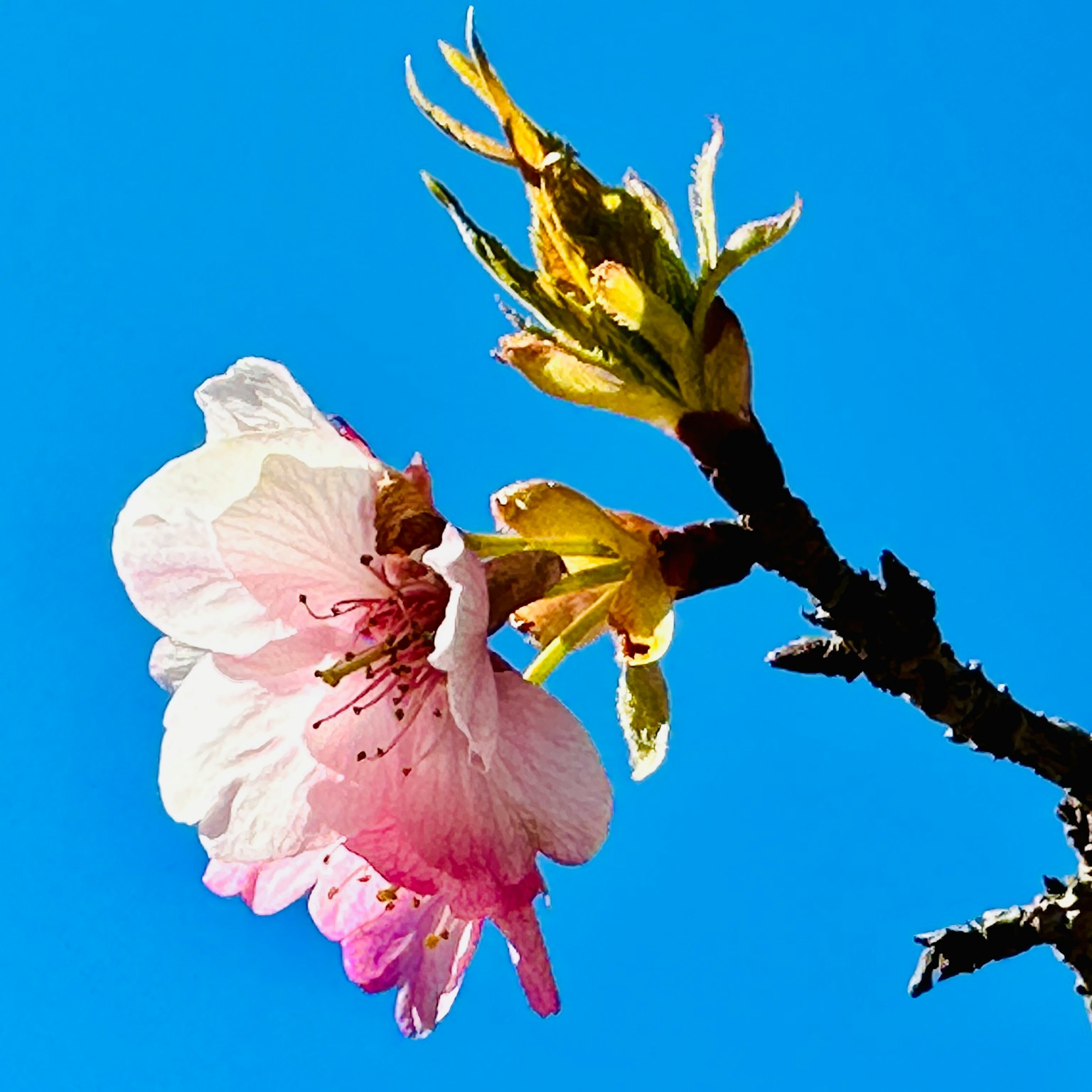 Fiore di ciliegio e nuove foglie contro un cielo azzurro