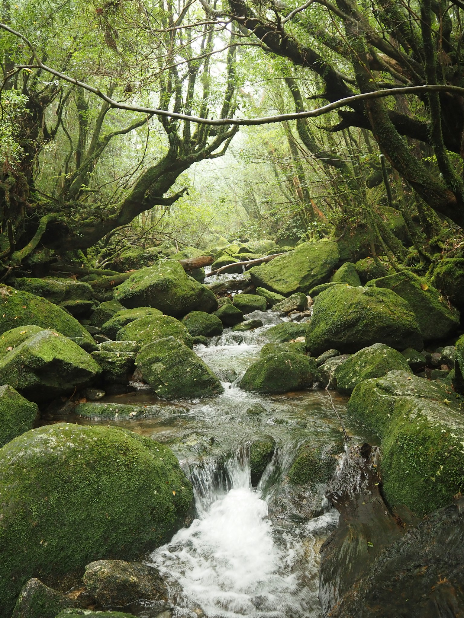 Un arroyo sereno fluyendo a través de un bosque exuberante con rocas cubiertas de musgo