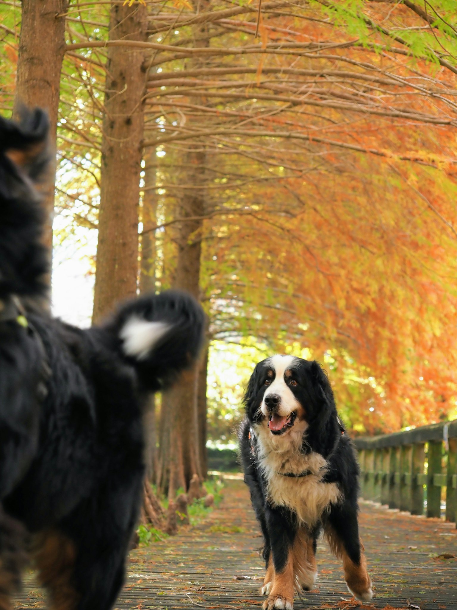 Dogs walking under autumn trees