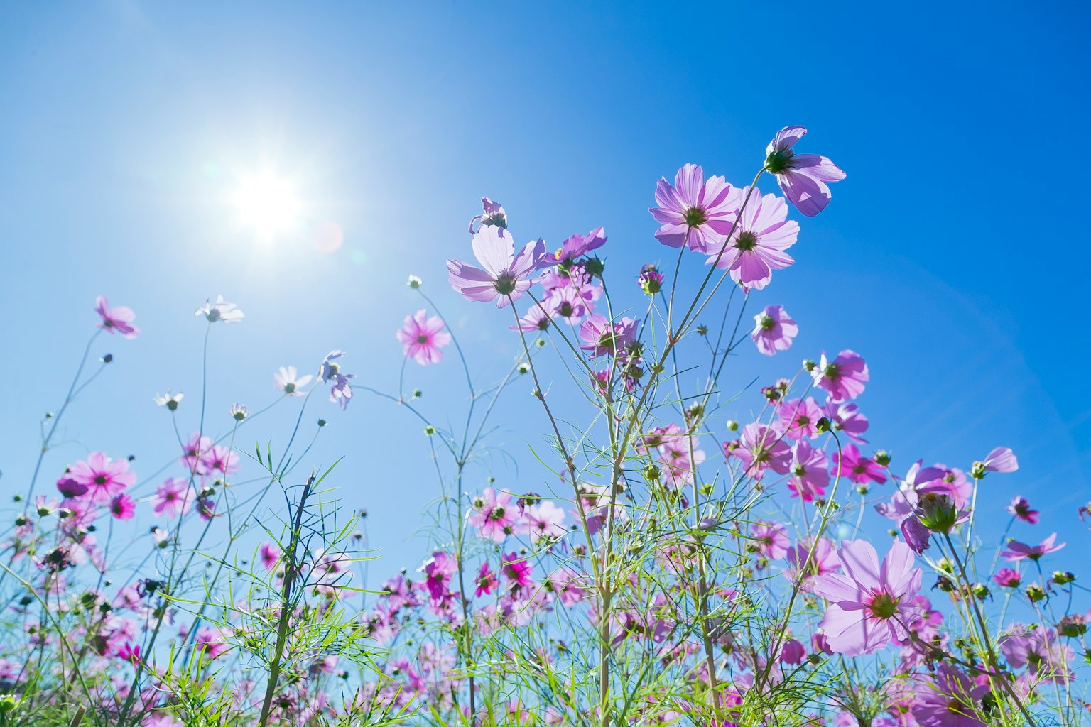Fleurs violettes en fleurs sous un ciel bleu clair avec le soleil