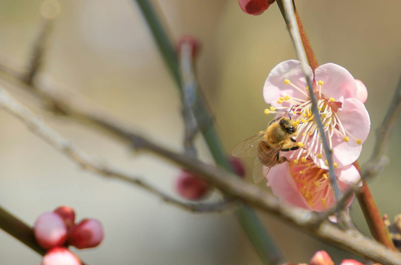 Ape su un fiore di prugno rosa con gemme