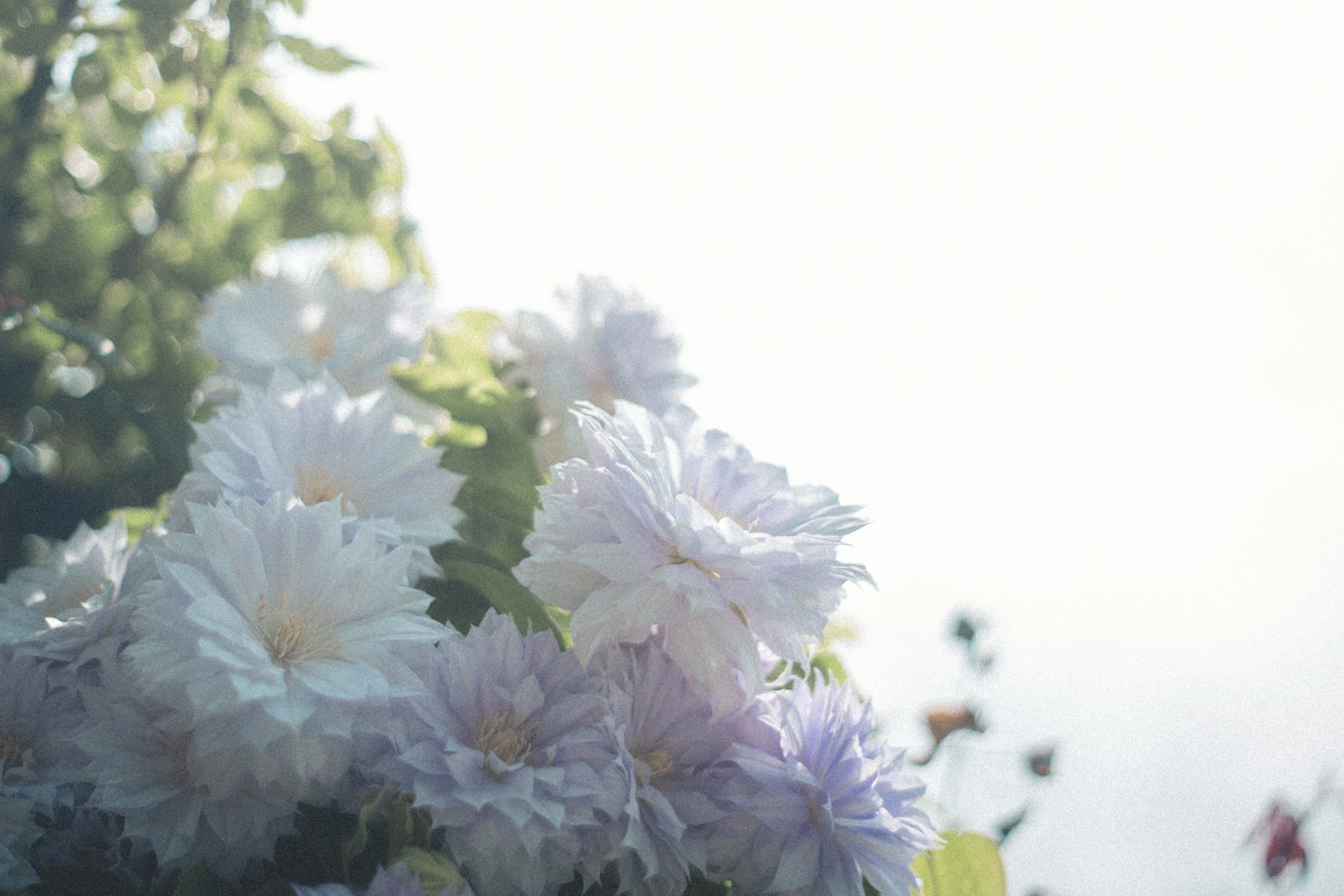Eine ruhige Ansicht blühender Blumen in sanften Pastellfarben