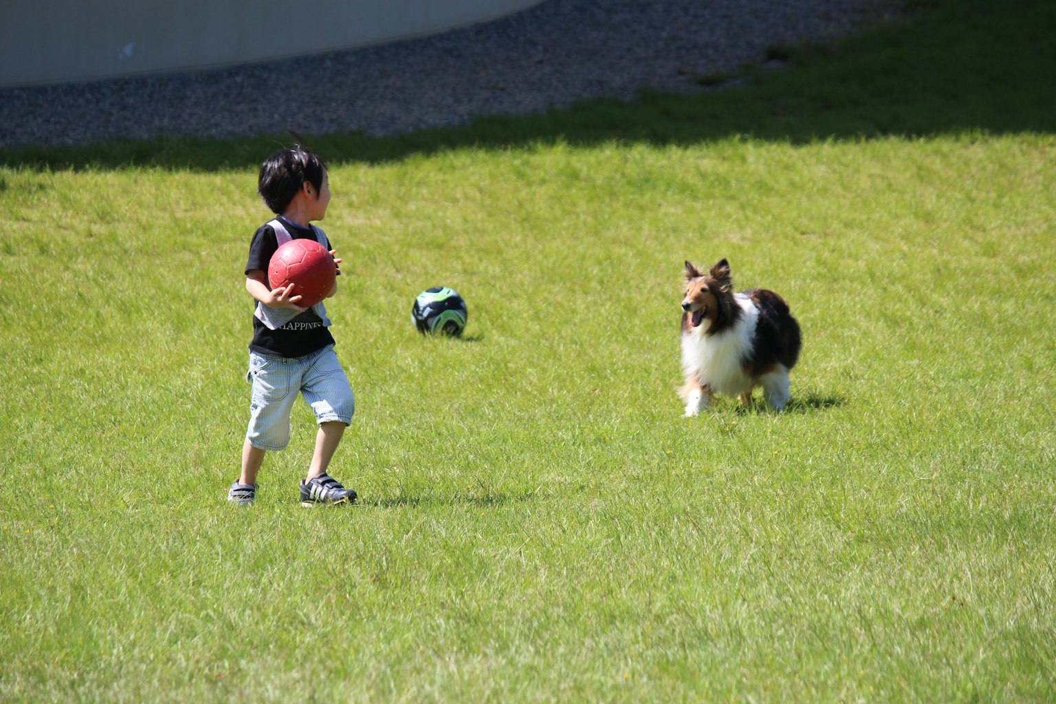 Seorang anak berlari dengan bola di taman sementara anjing mengejarnya