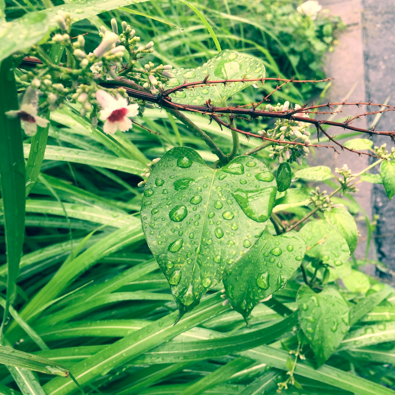 水滴が付いた緑色の葉と周囲の草