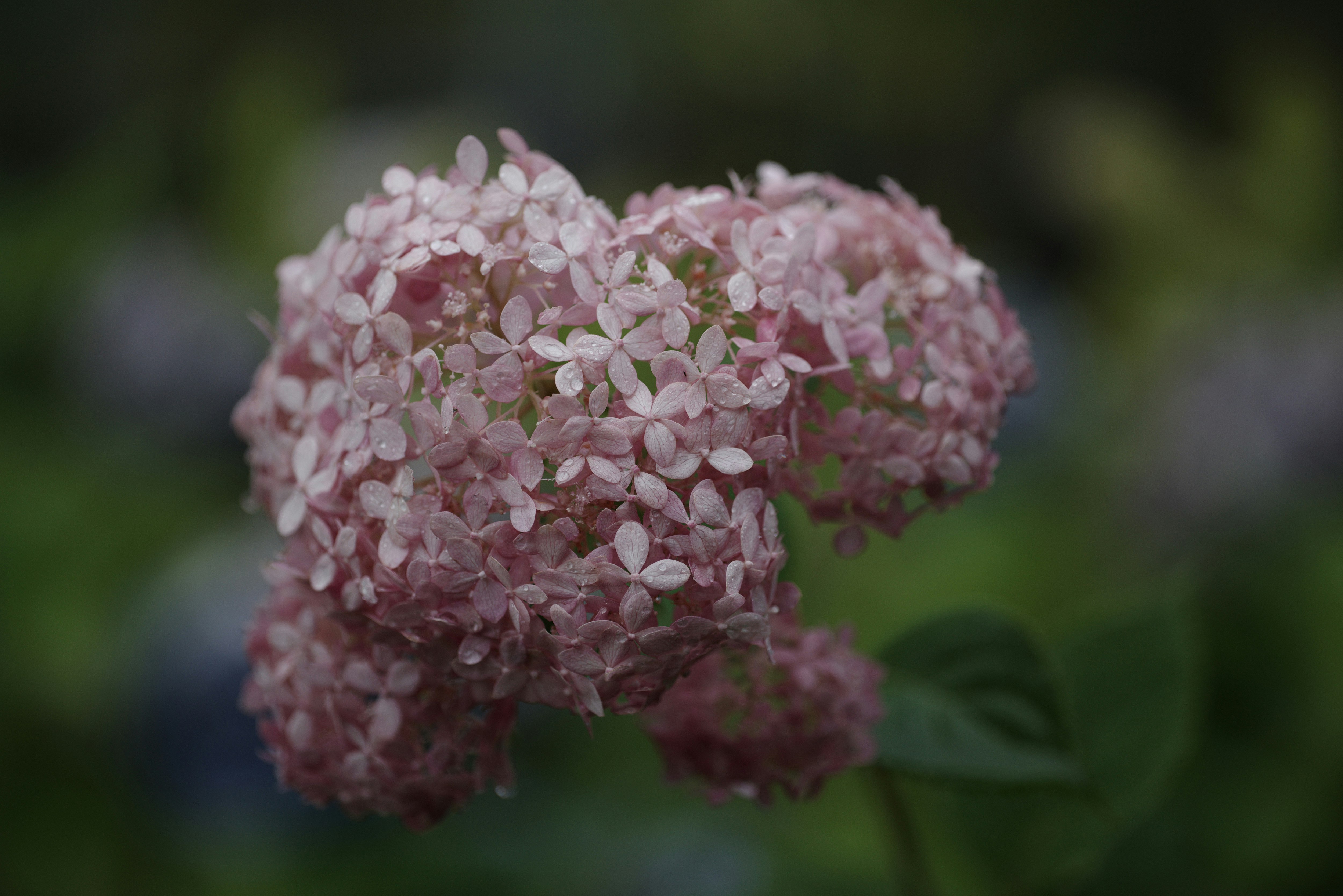 Close-up of hydrangea flower clusters