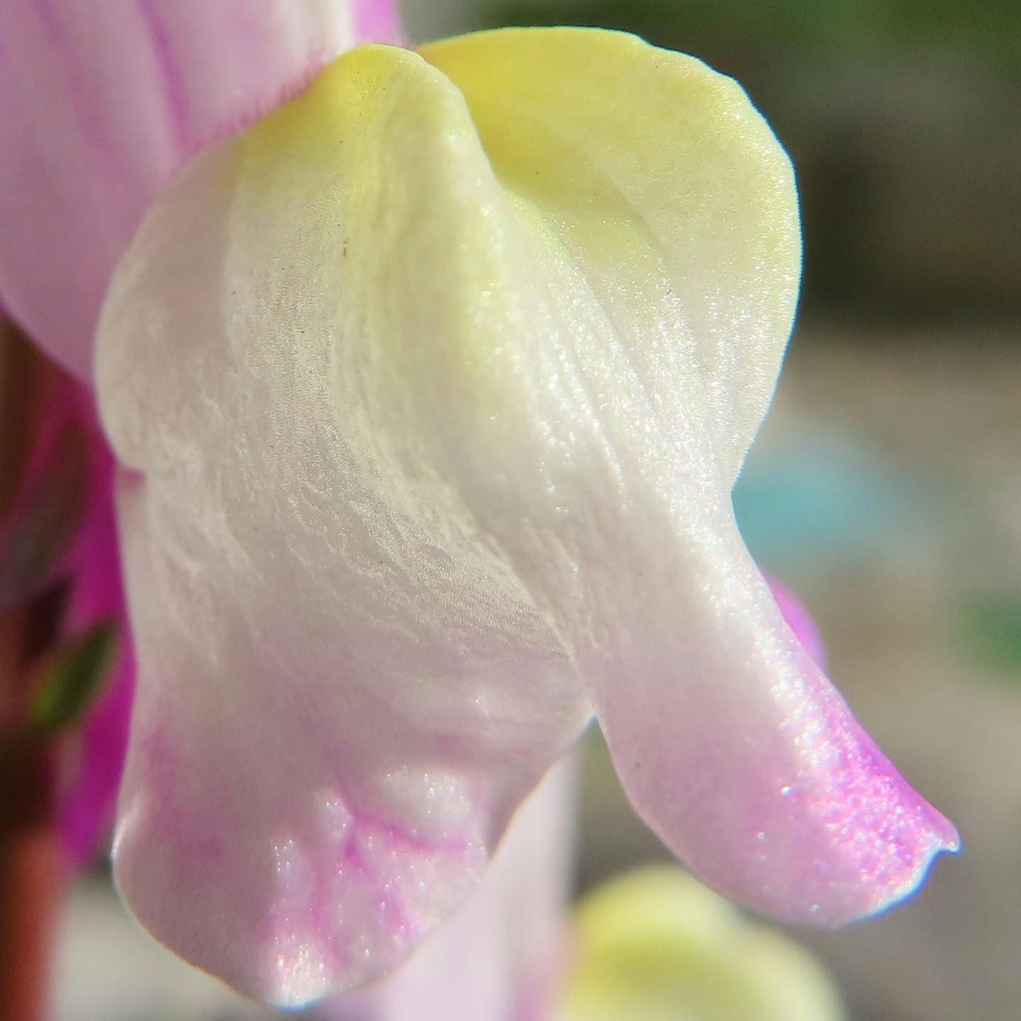 淡黄色花瓣的微距特写