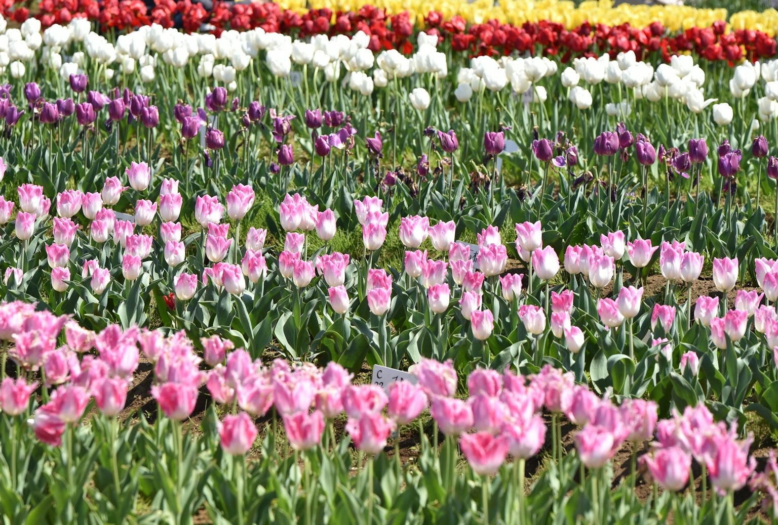 Bunter Tulpenfeld mit verschiedenen Farbtönen von Tulpen