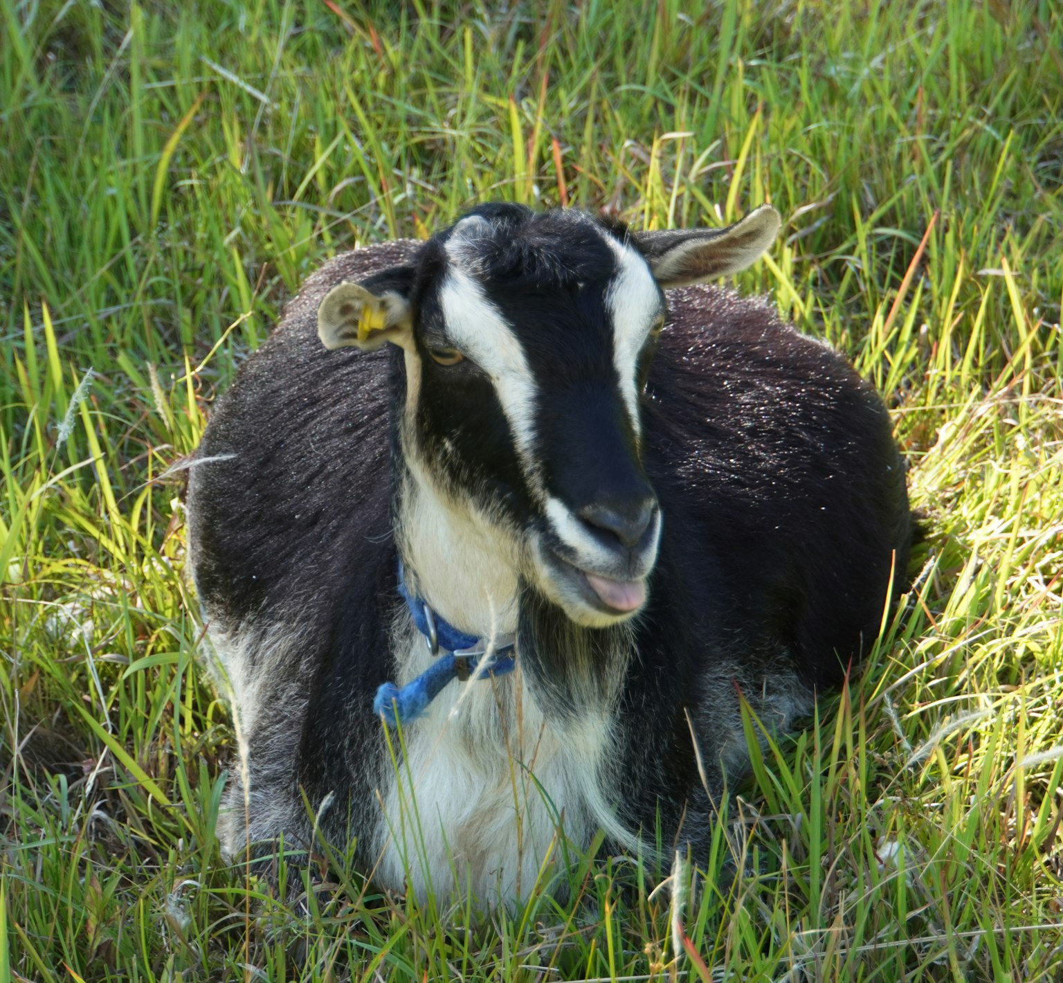 Une chèvre noire se reposant dans l'herbe verte