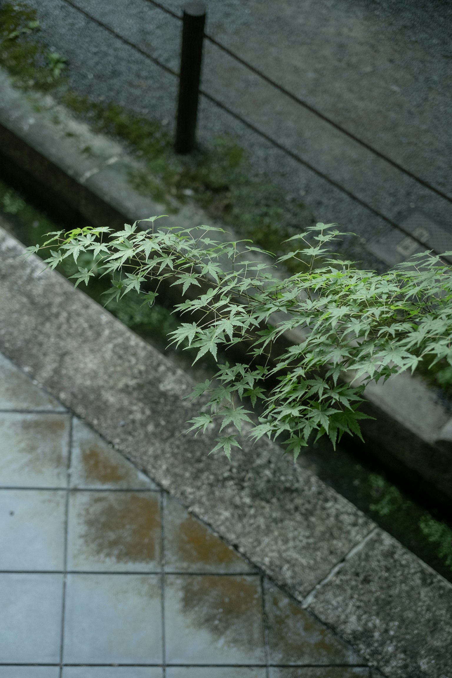 綠色葉子覆蓋在混凝土邊緣上，旁邊有一個水窪