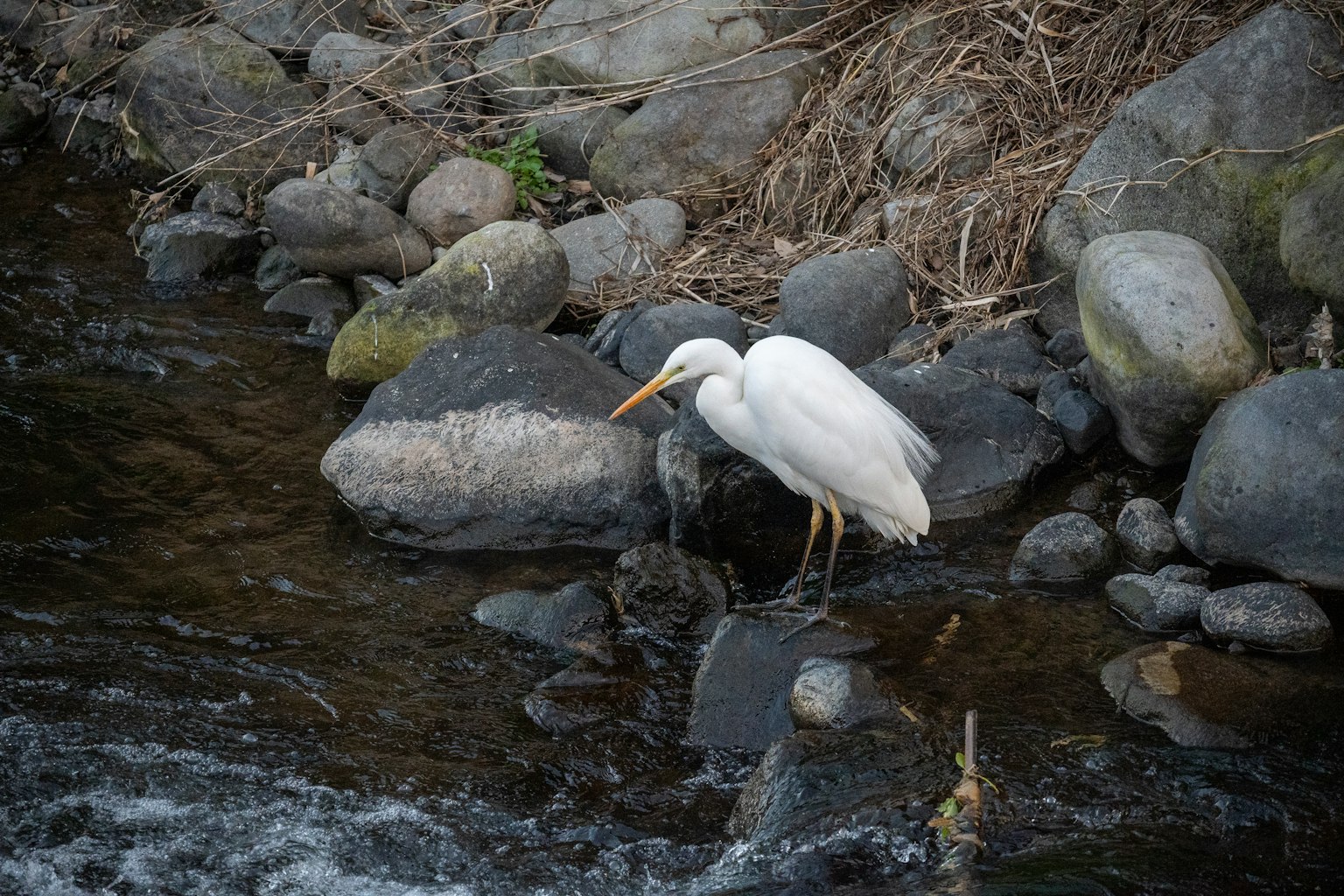 Un héron blanc se tenant sur des rochers au bord d'un ruisseau