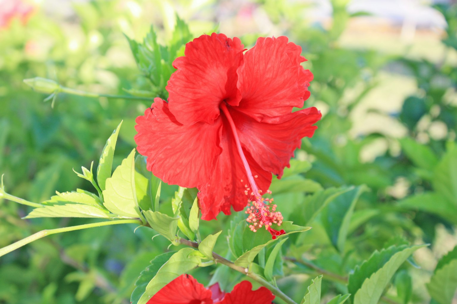 鮮豔的紅色芙蓉花與綠色葉子