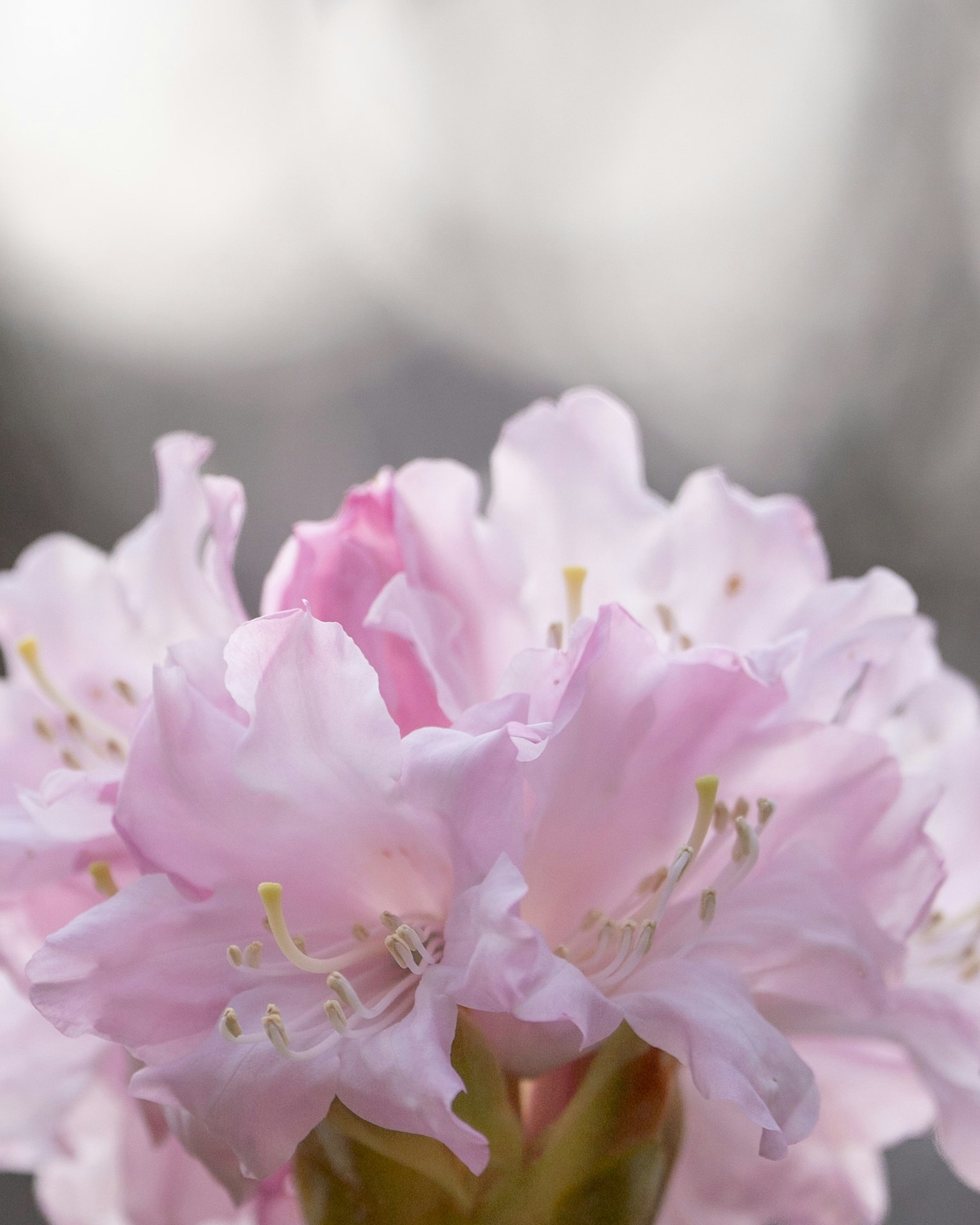 Primo piano di fiori di azalea con petali rosa chiaro