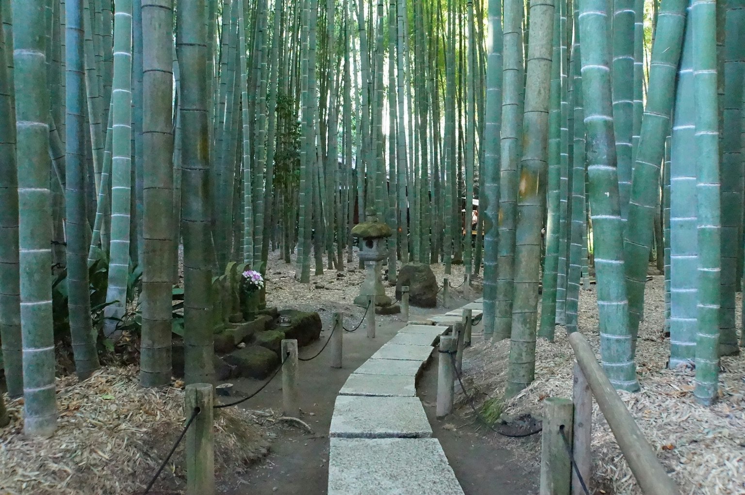 Sendero que serpentea a través de un exuberante bosque de bambú
