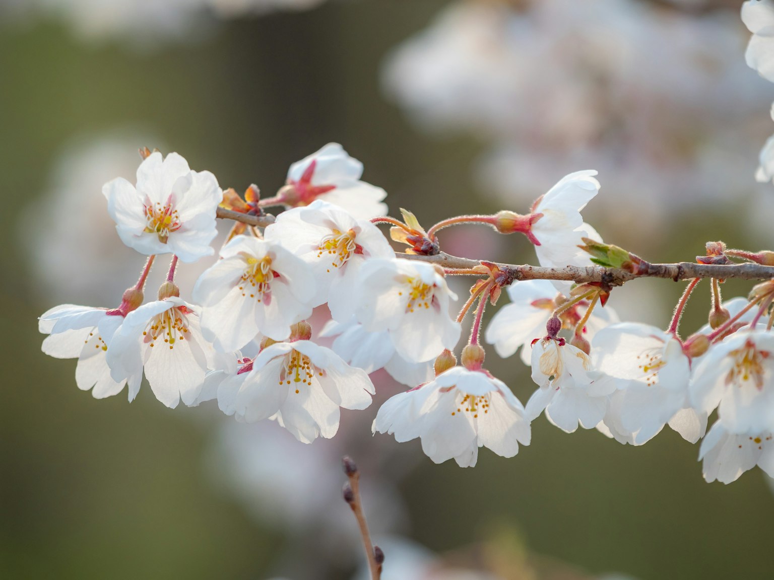 Primo piano di fiori di ciliegio su un ramo