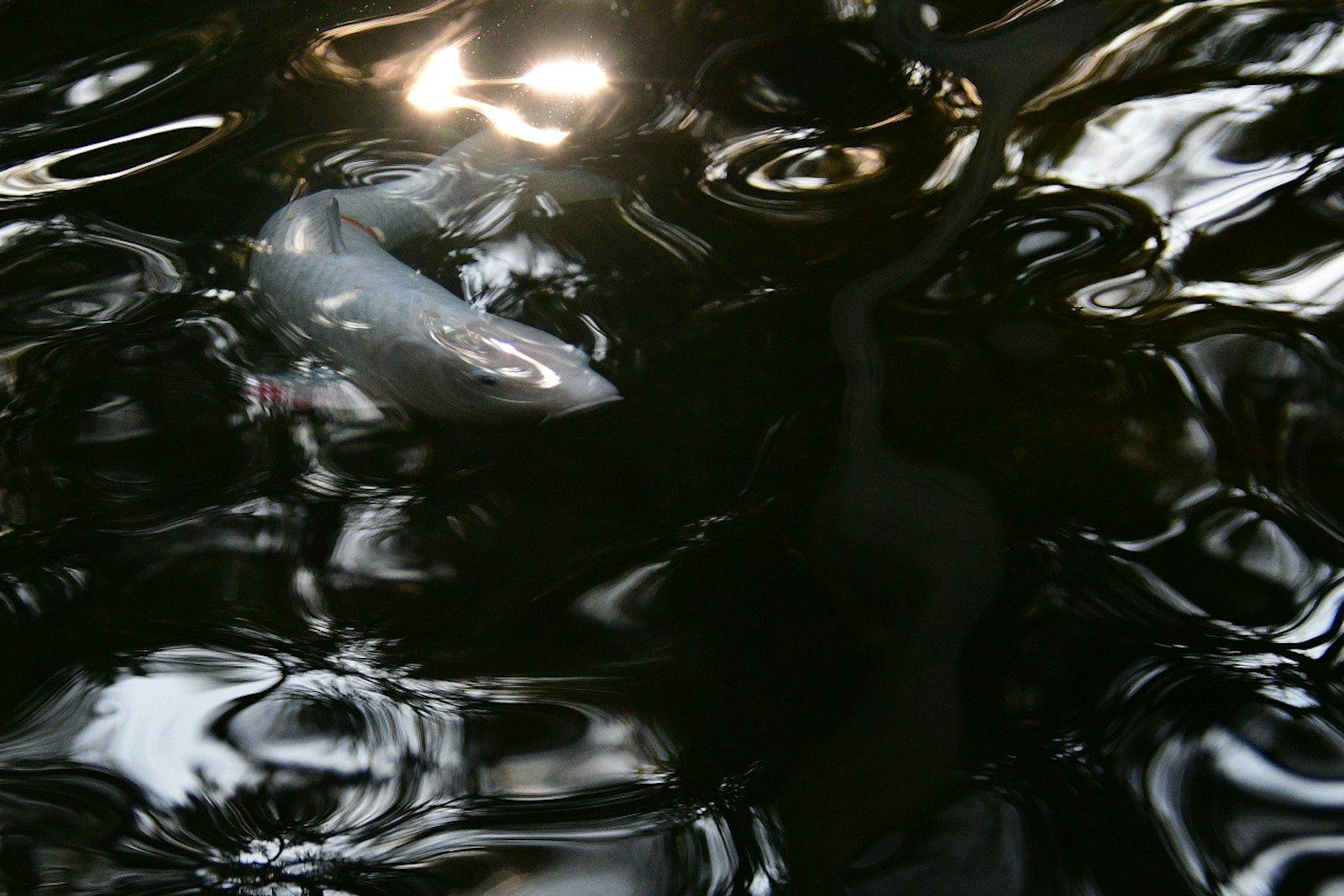 Gambar air gelap yang memantulkan cahaya dengan ikan yang terlihat