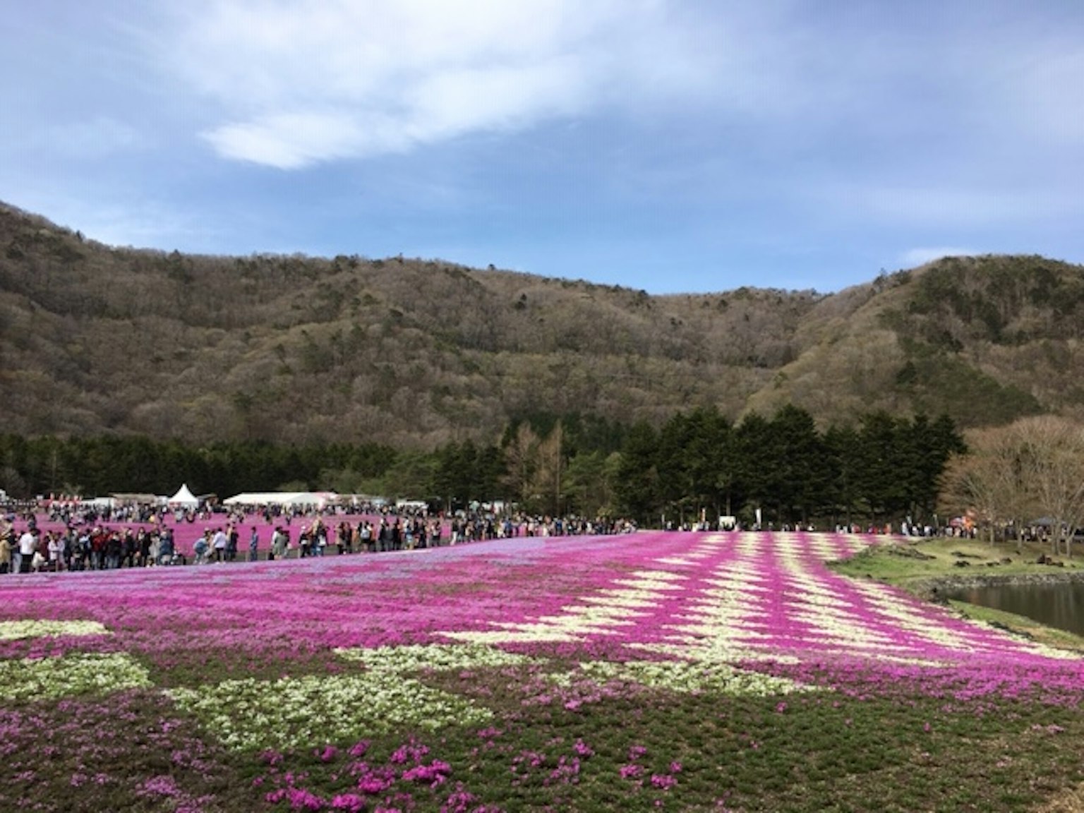 廣闊的粉紅色花朵盛開的田野，背景是山脈