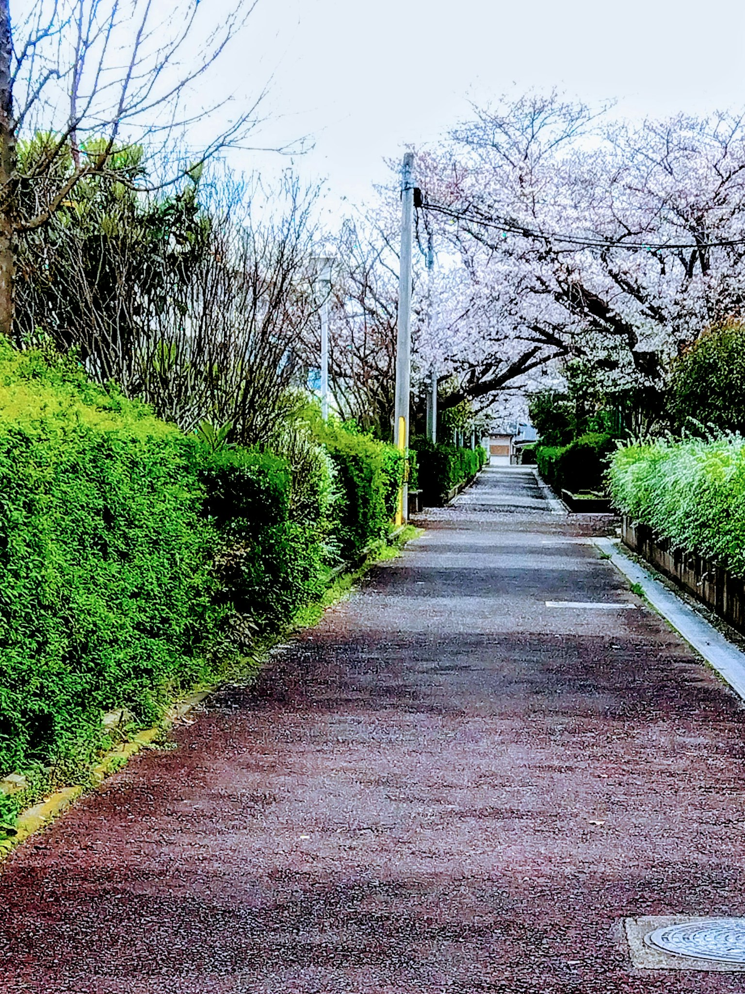 Jalan yang dikelilingi pohon dengan bunga sakura dan vegetasi subur