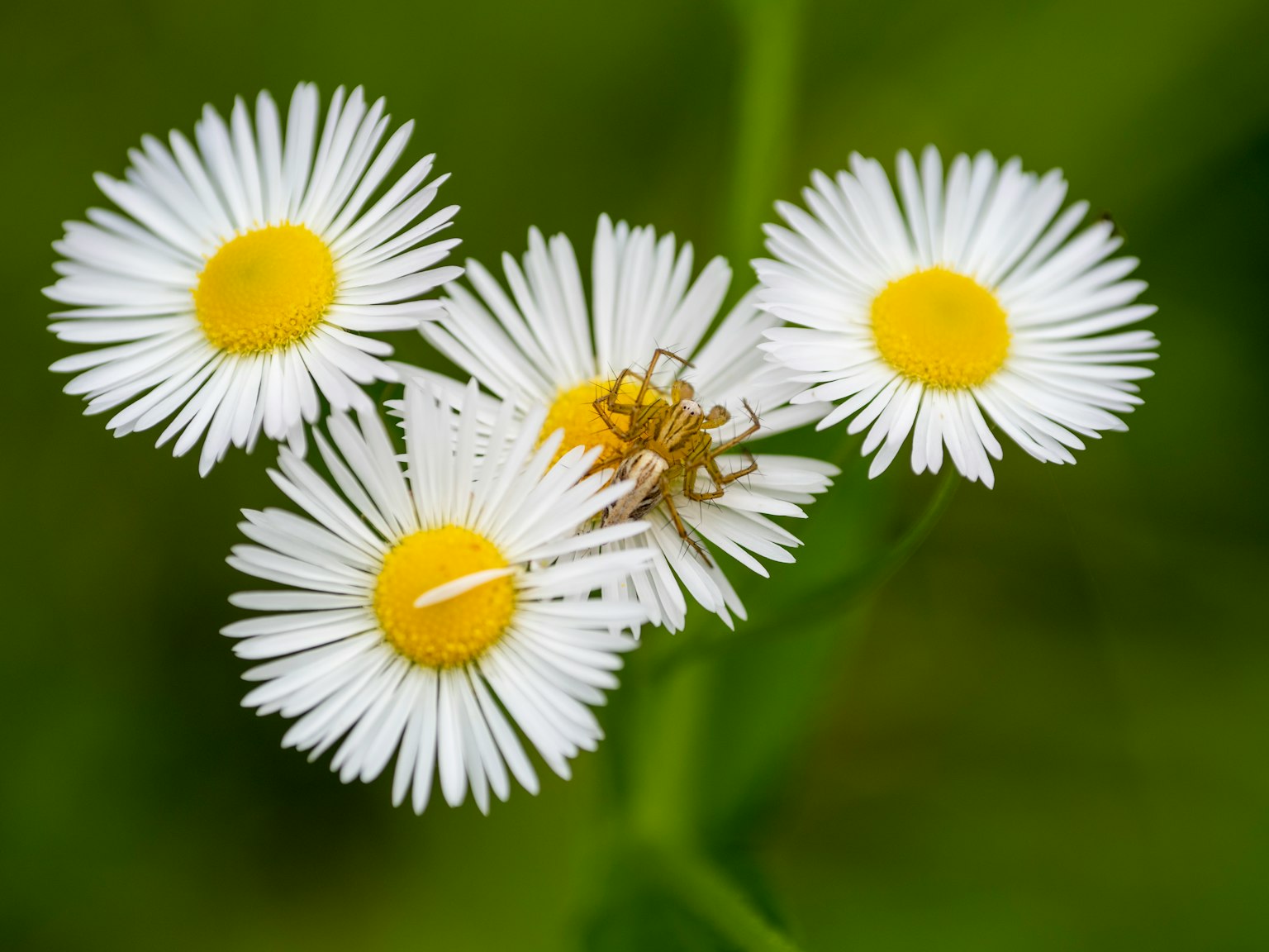 Groupe de marguerites blanches avec des centres jaunes présentant une petite araignée