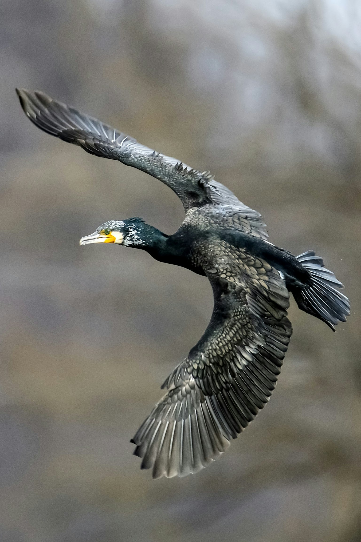 Ein schwarzer Kormoran fliegt am Himmel