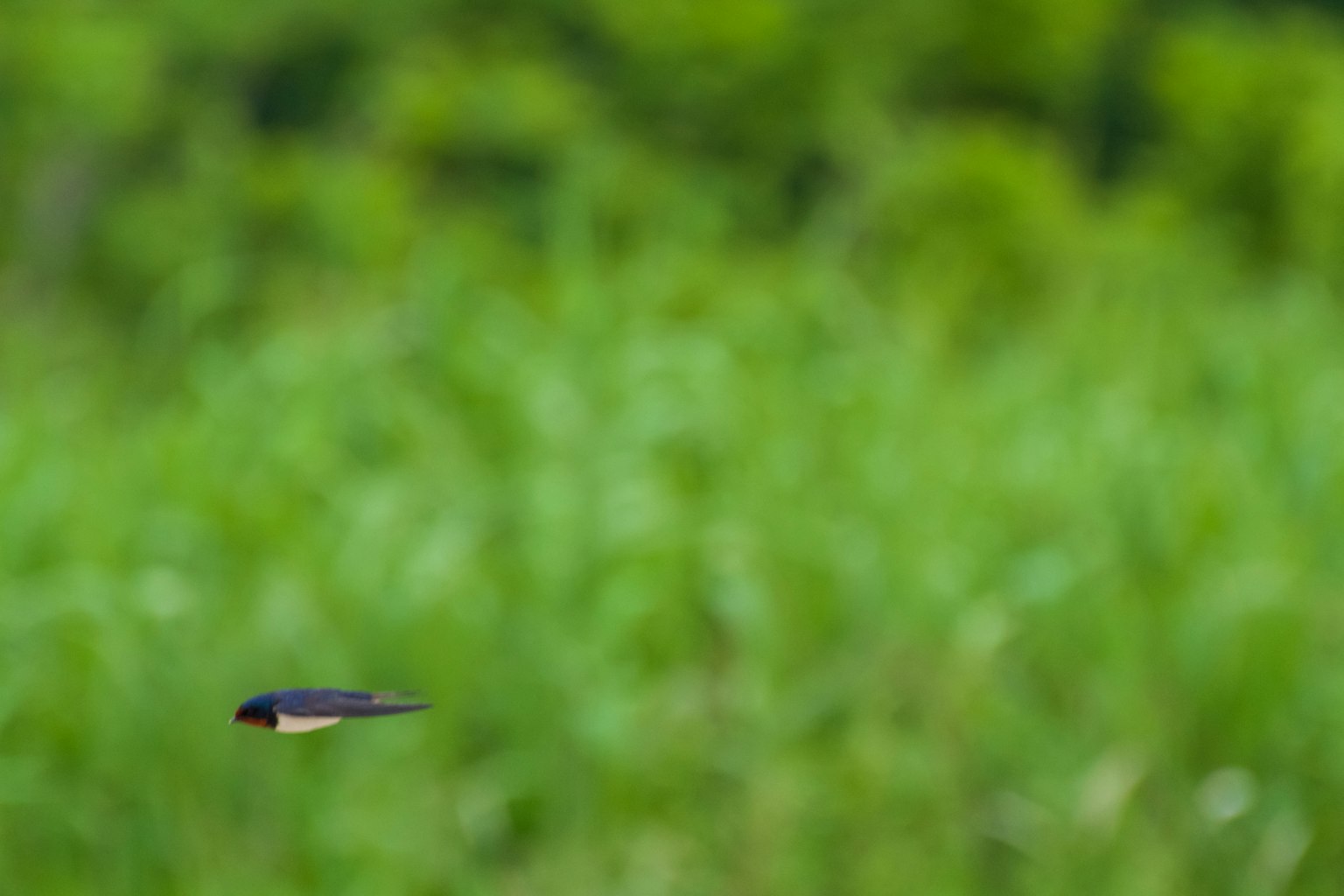 Un oiseau noir et blanc volant sur un fond vert