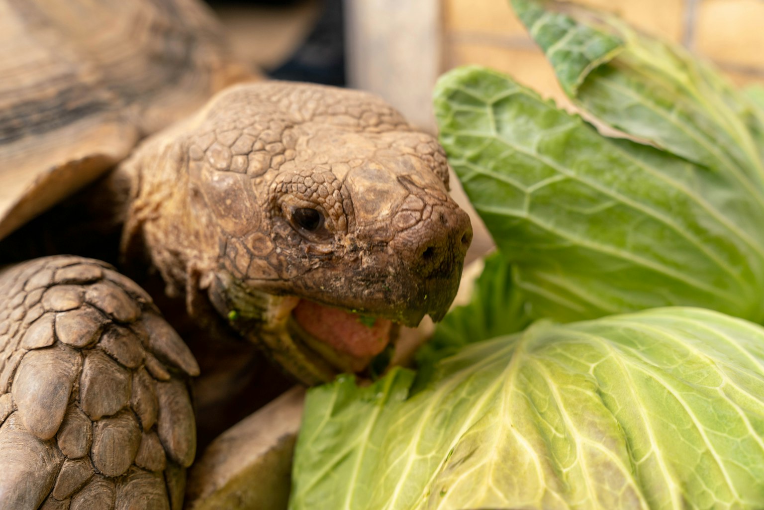 Close-up of a tortoise eating cabbage