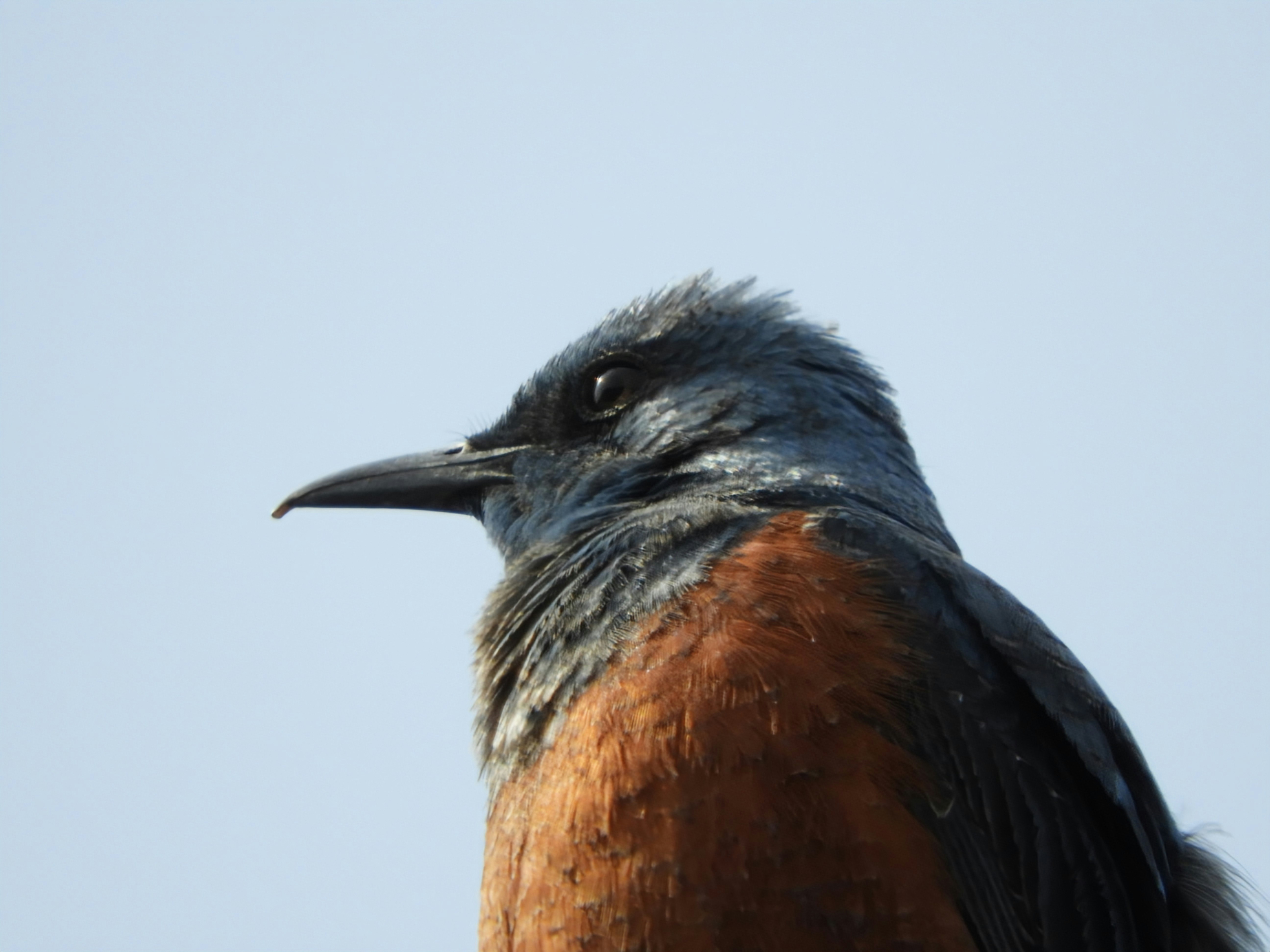 空を背景にした鳥の横顔