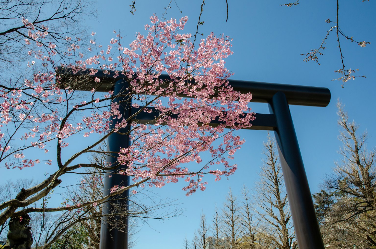 Torii-Tor mit blühenden Kirschblüten