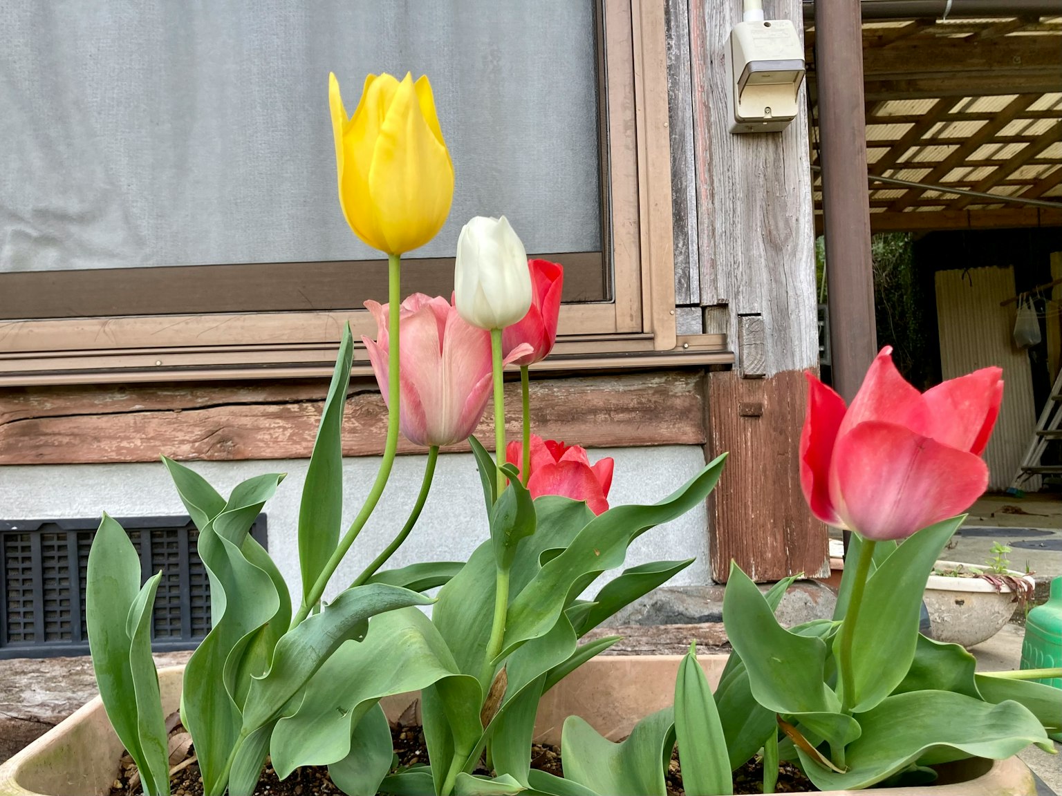 Image of a flowerbed featuring yellow, white, pink, and red tulips