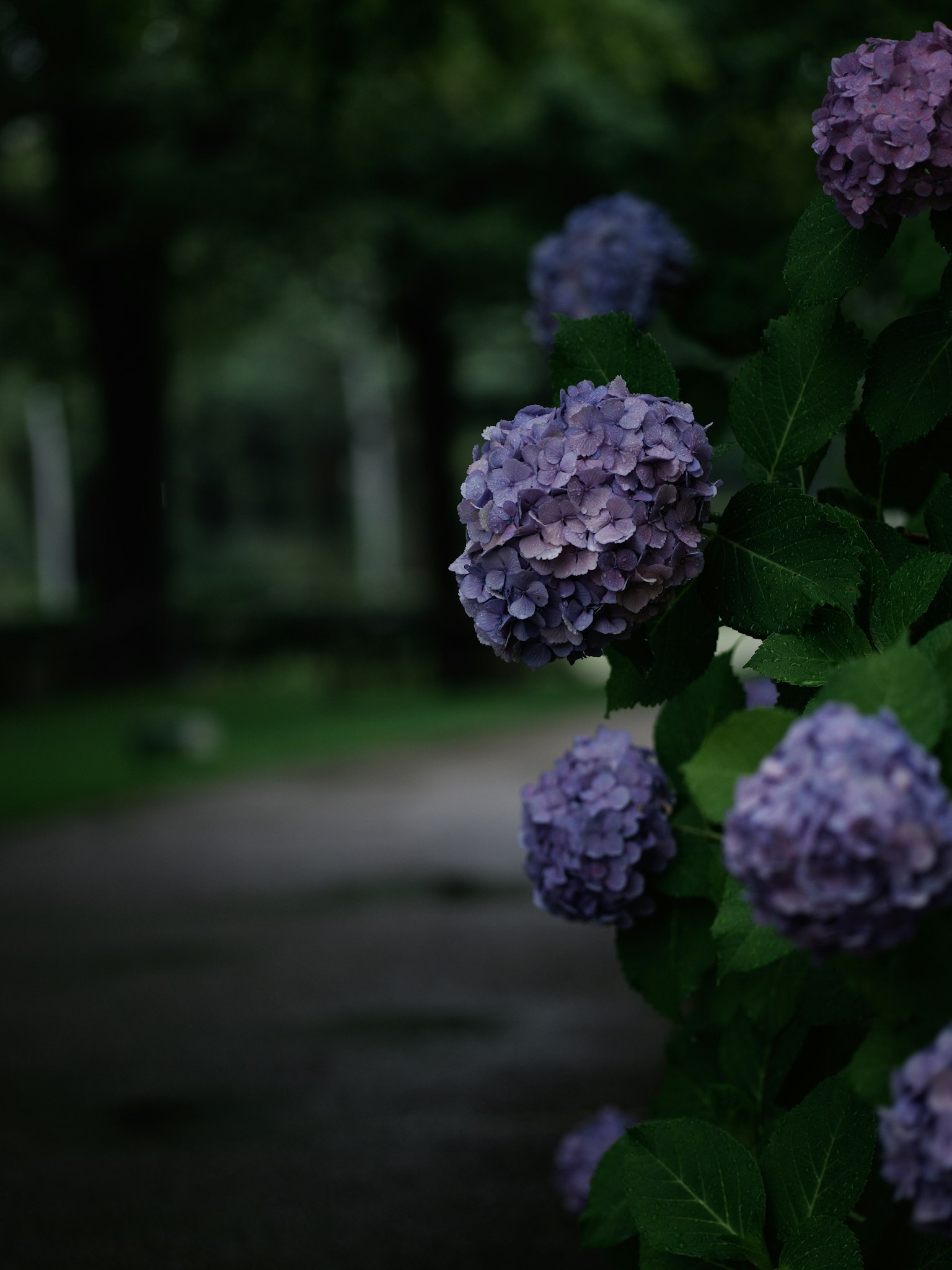 Une vue de fleurs d'hortensia violettes le long d'un chemin