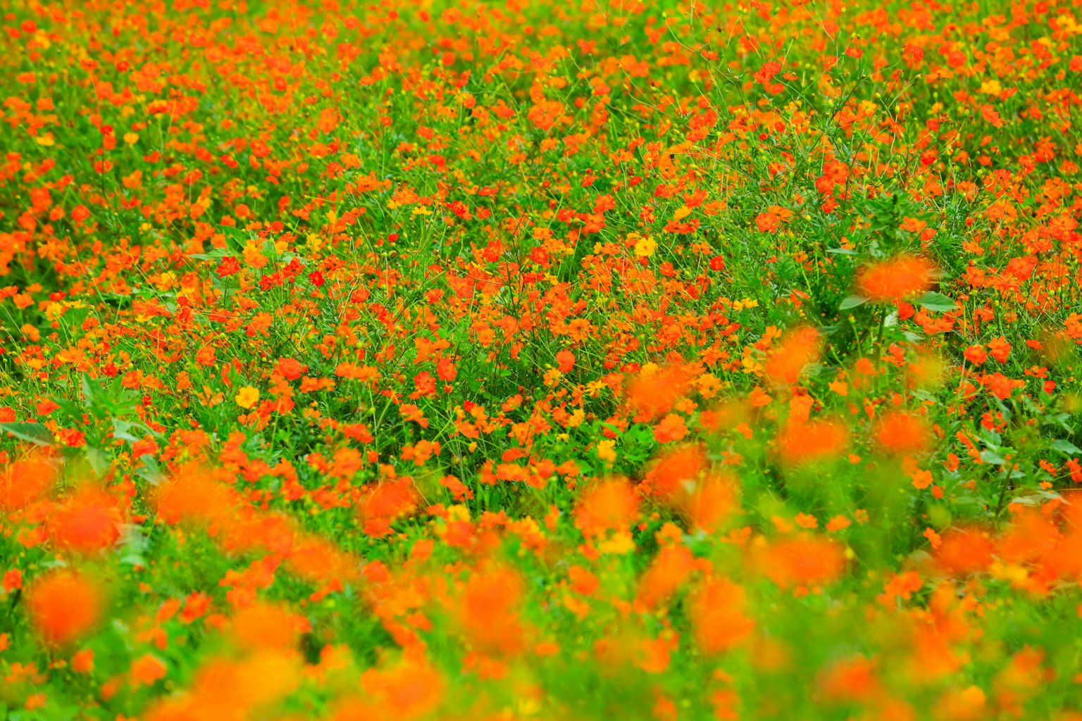 Un vaste champ rempli de fleurs orange vif
