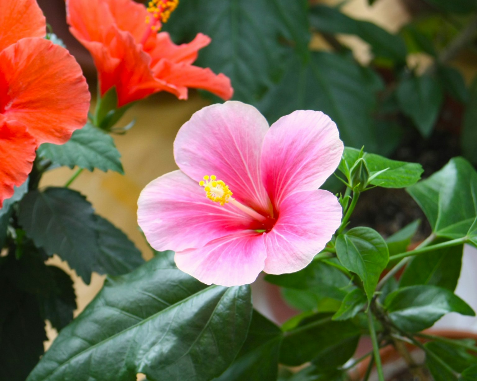 Un fiore di ibisco rosa circondato da foglie verdi