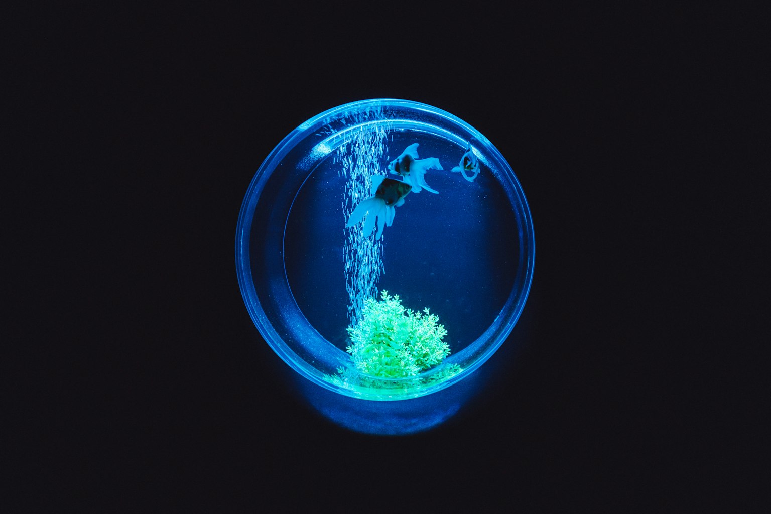 Un acuario azul con plantas acuáticas verdes y burbujas que suben