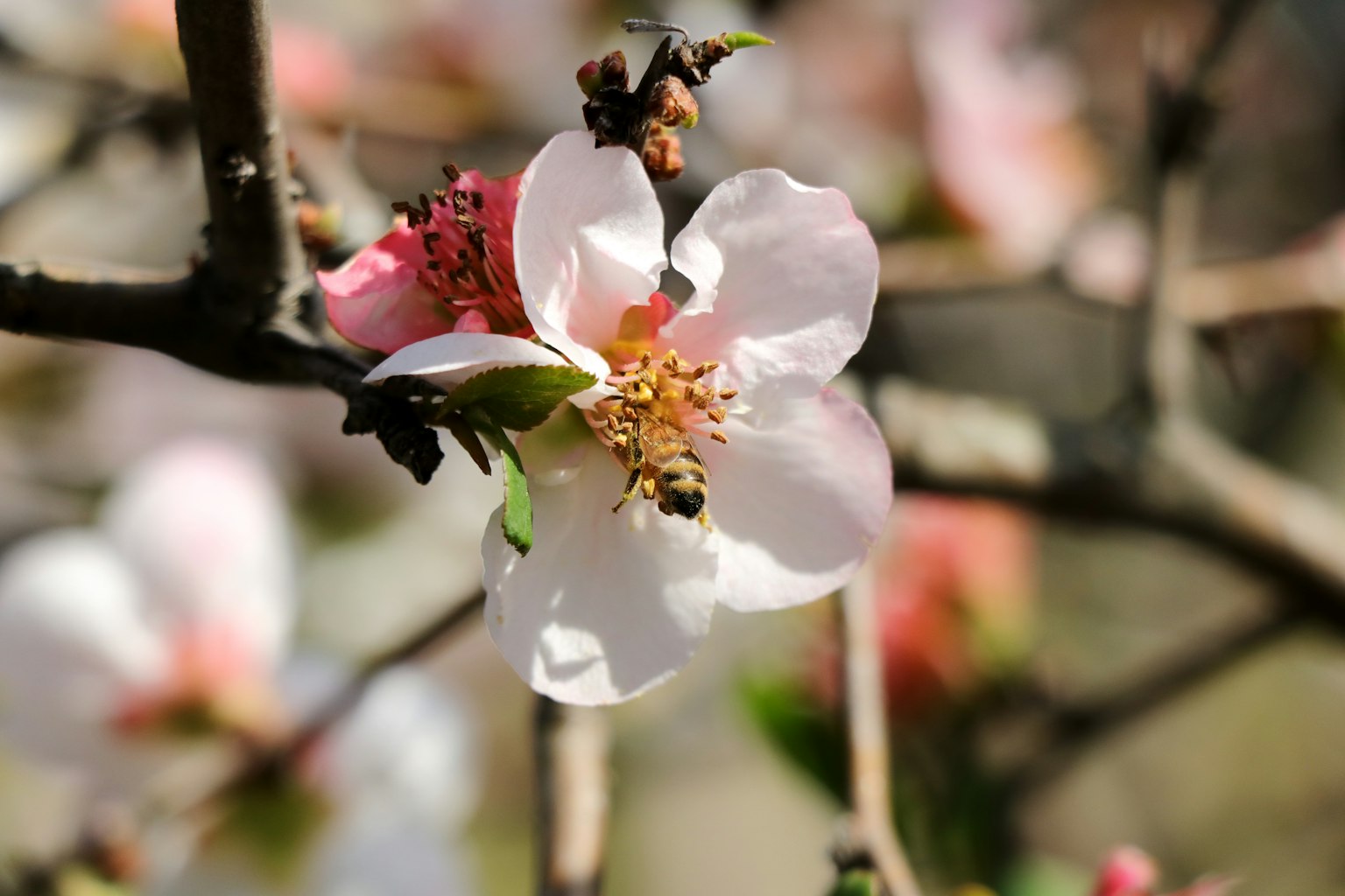 Primer plano de una flor y una abeja, flor de cerezo, paisaje de primavera
